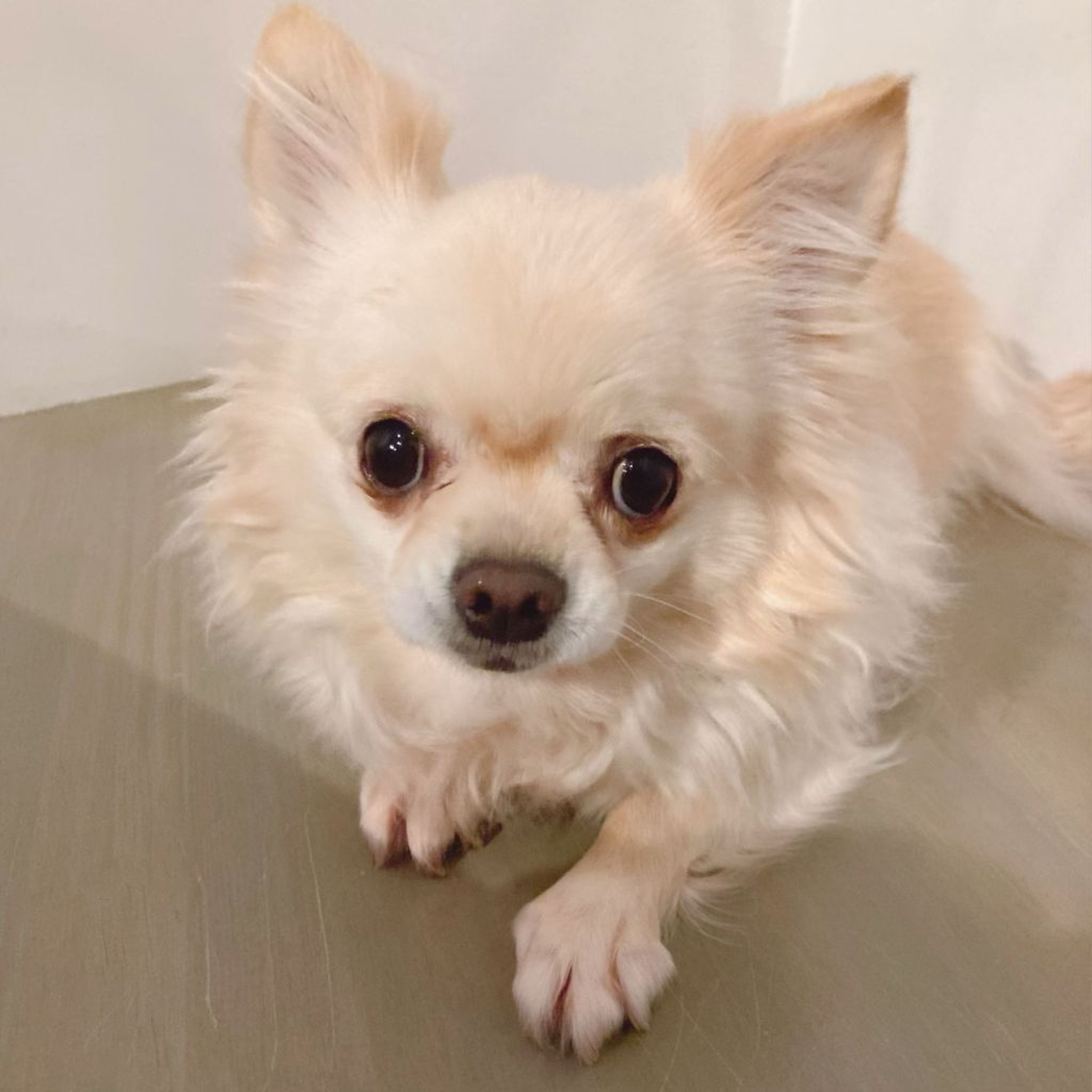 pet-image-2