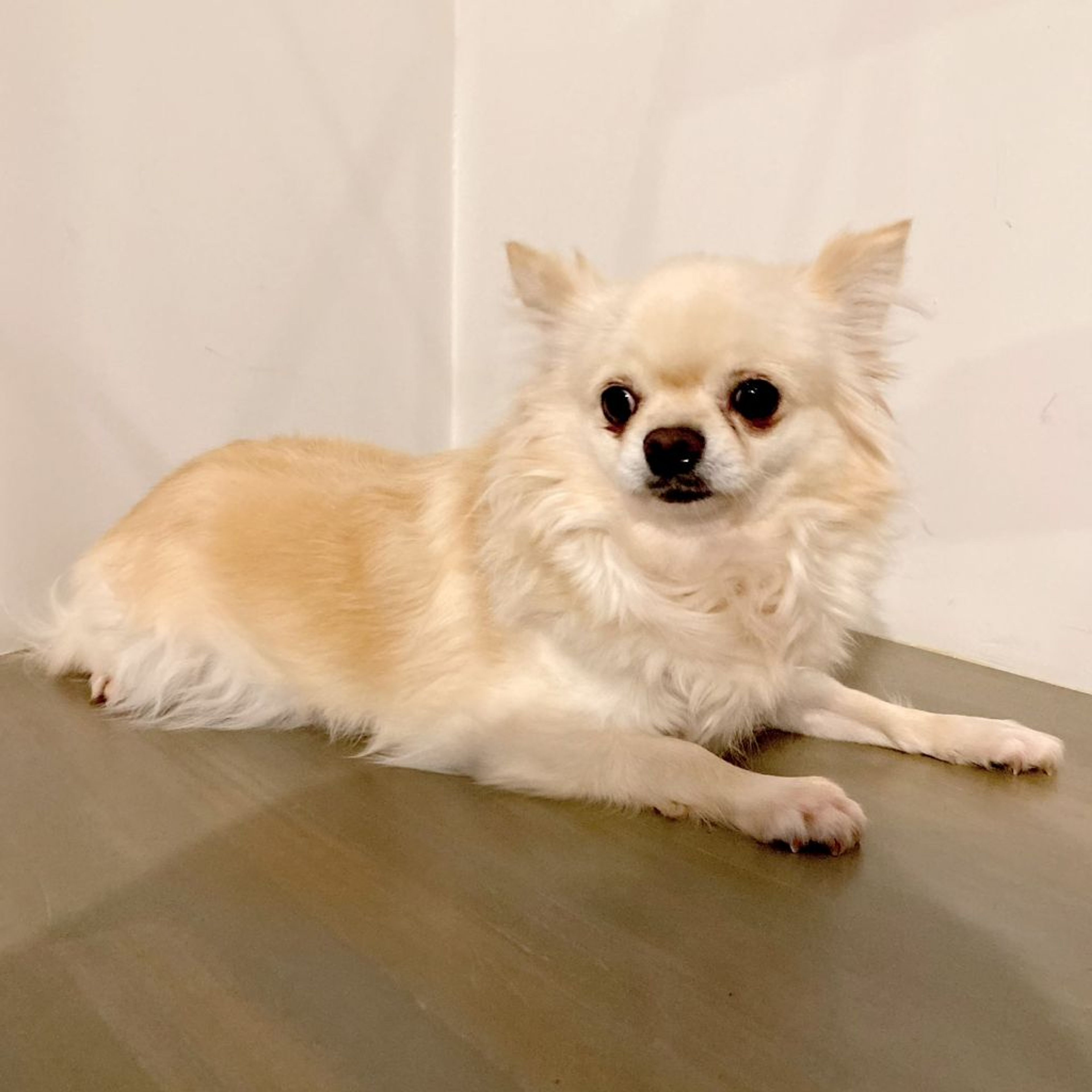 pet-image-3