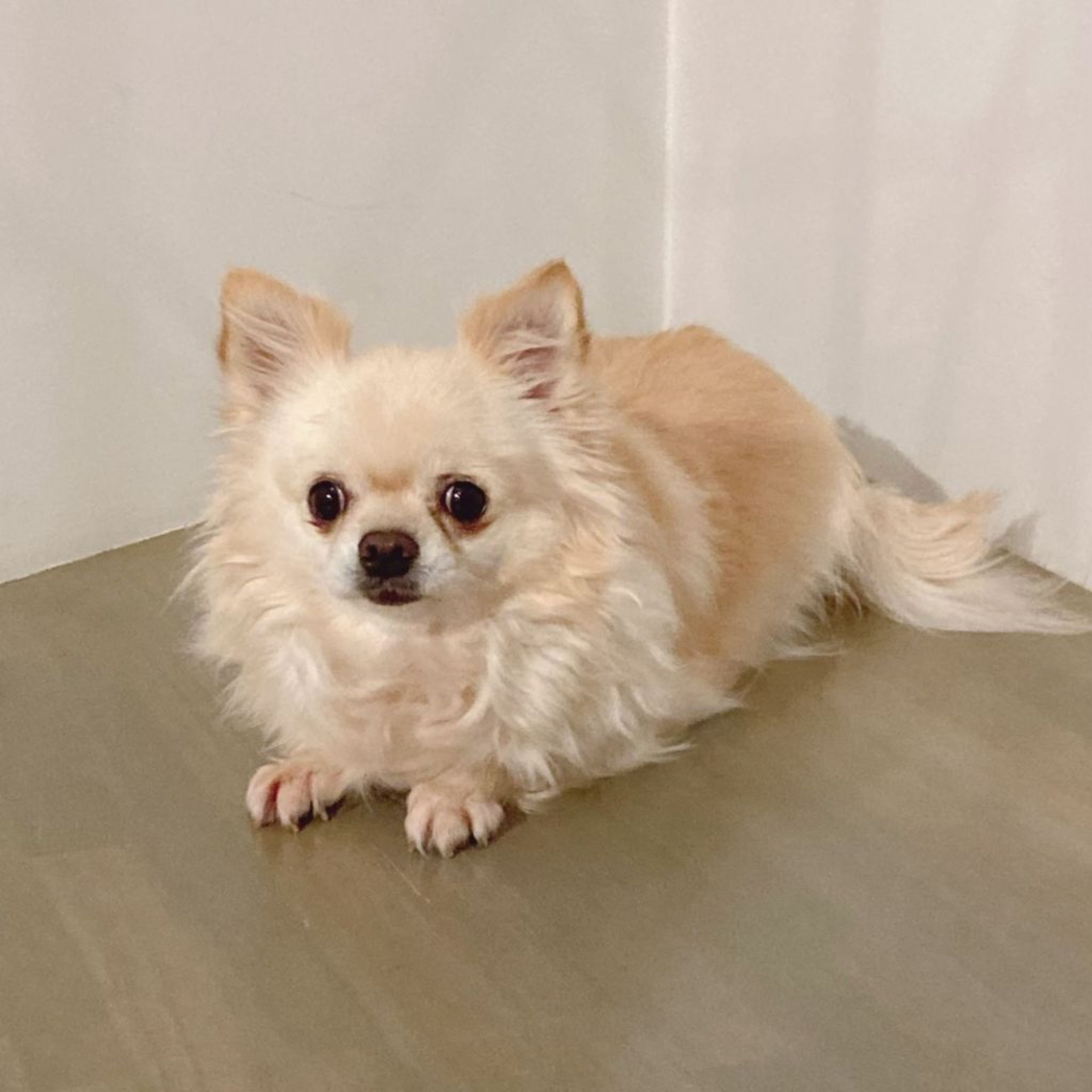pet-image-4