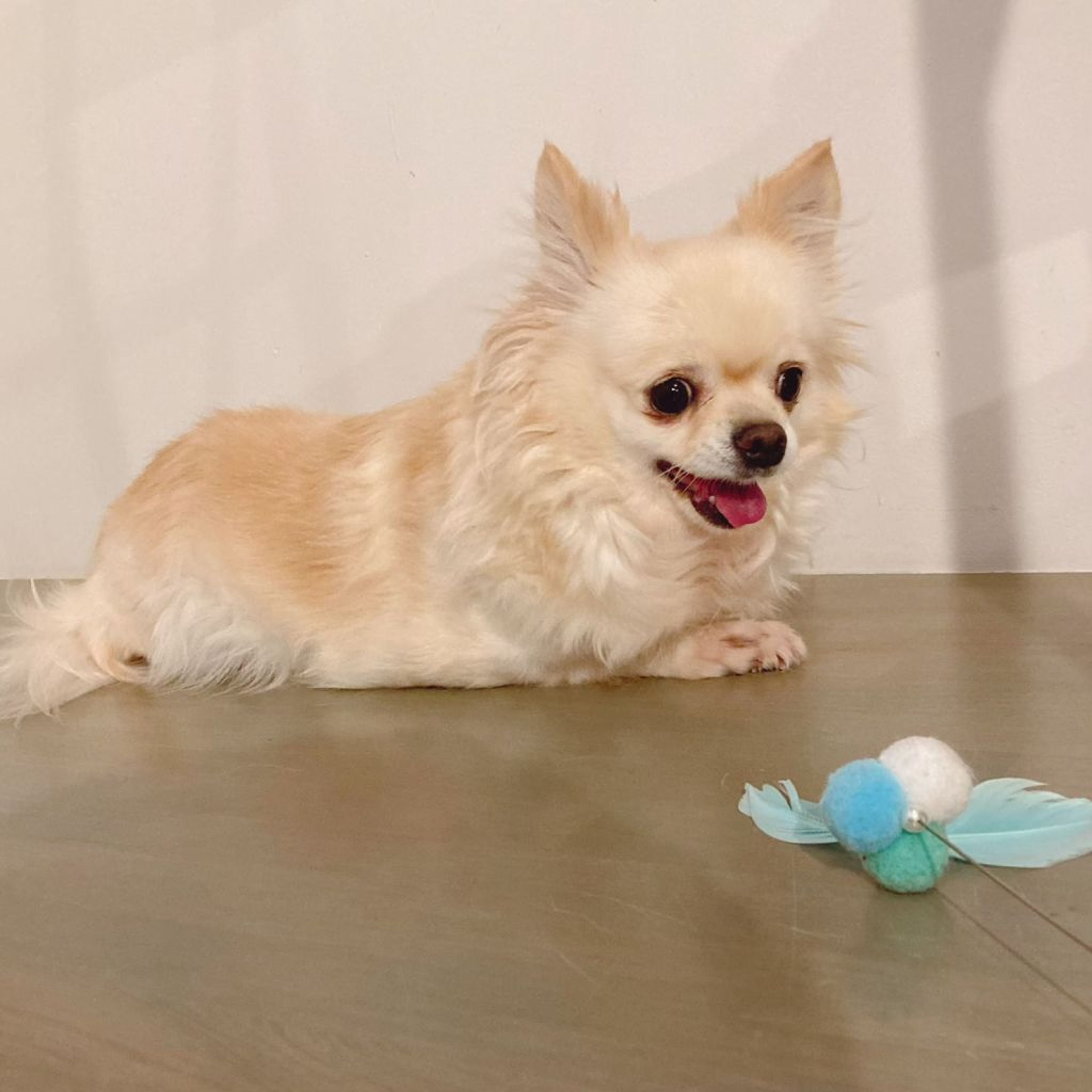 pet-image-5