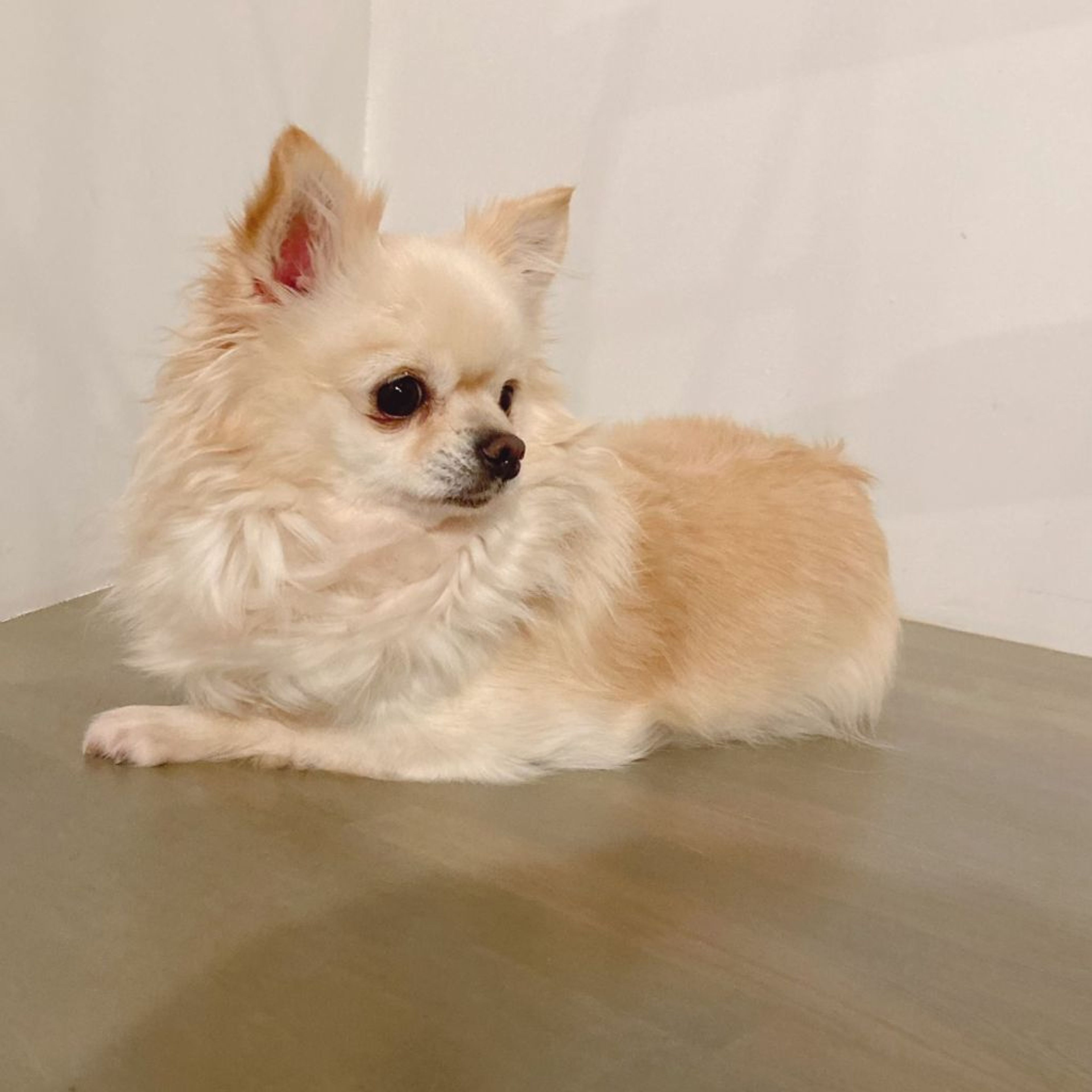 pet-image-6