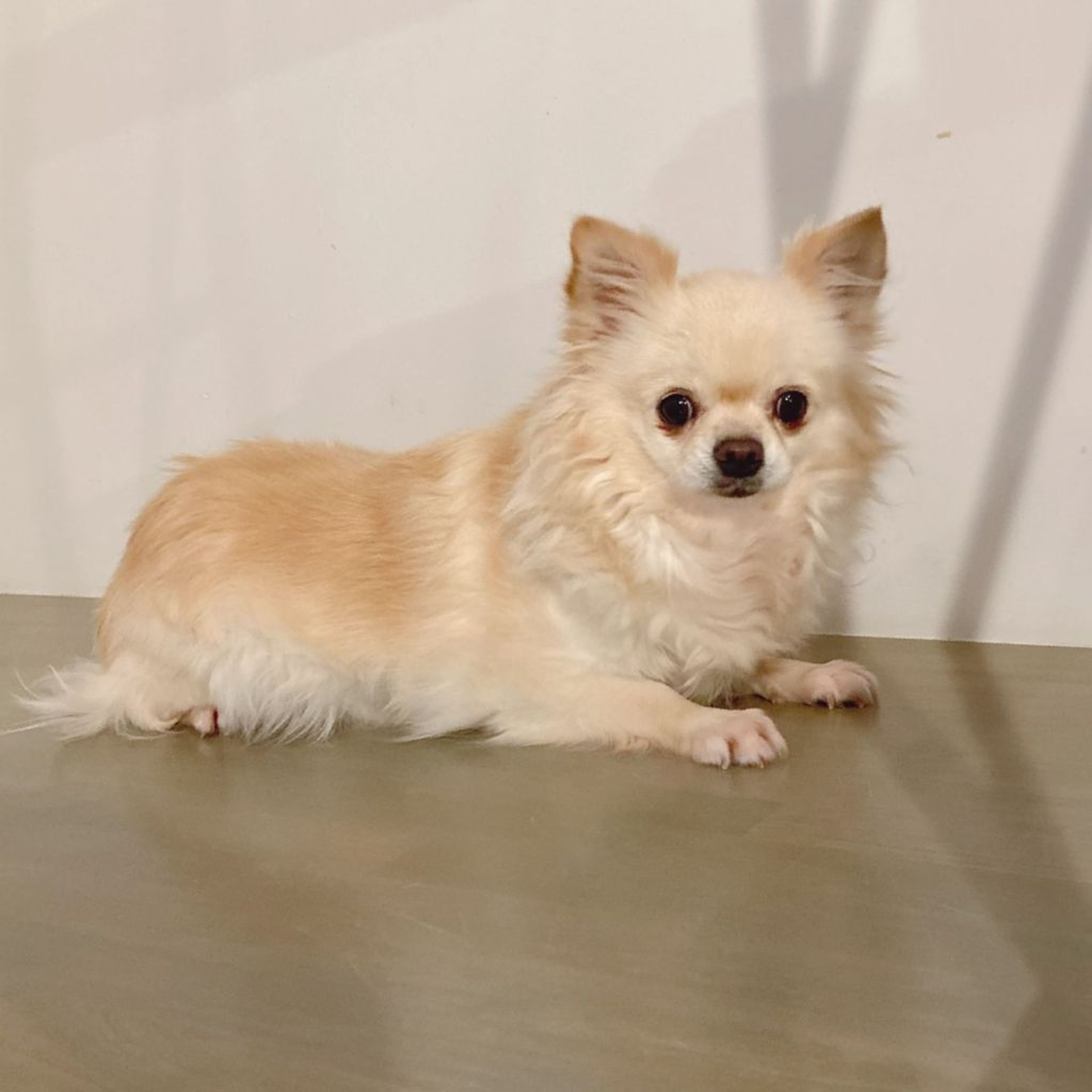 pet-image-7