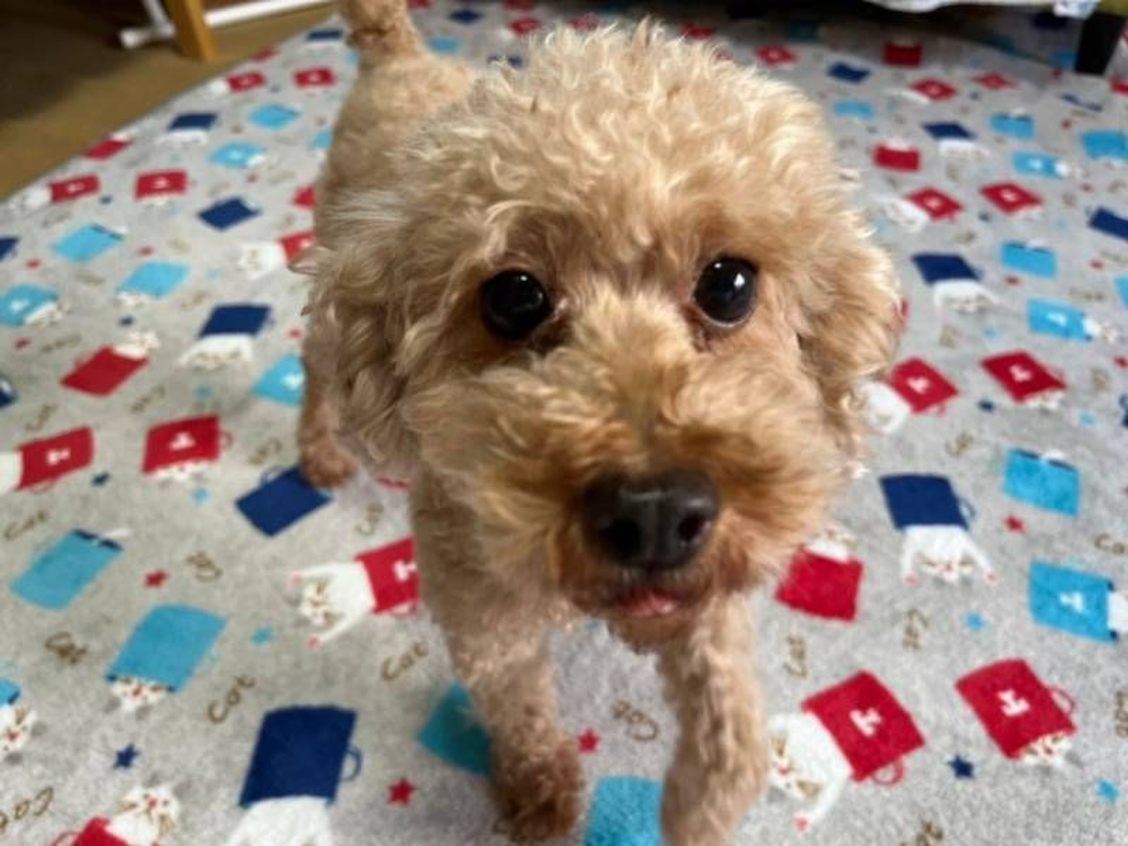 pet-image-3