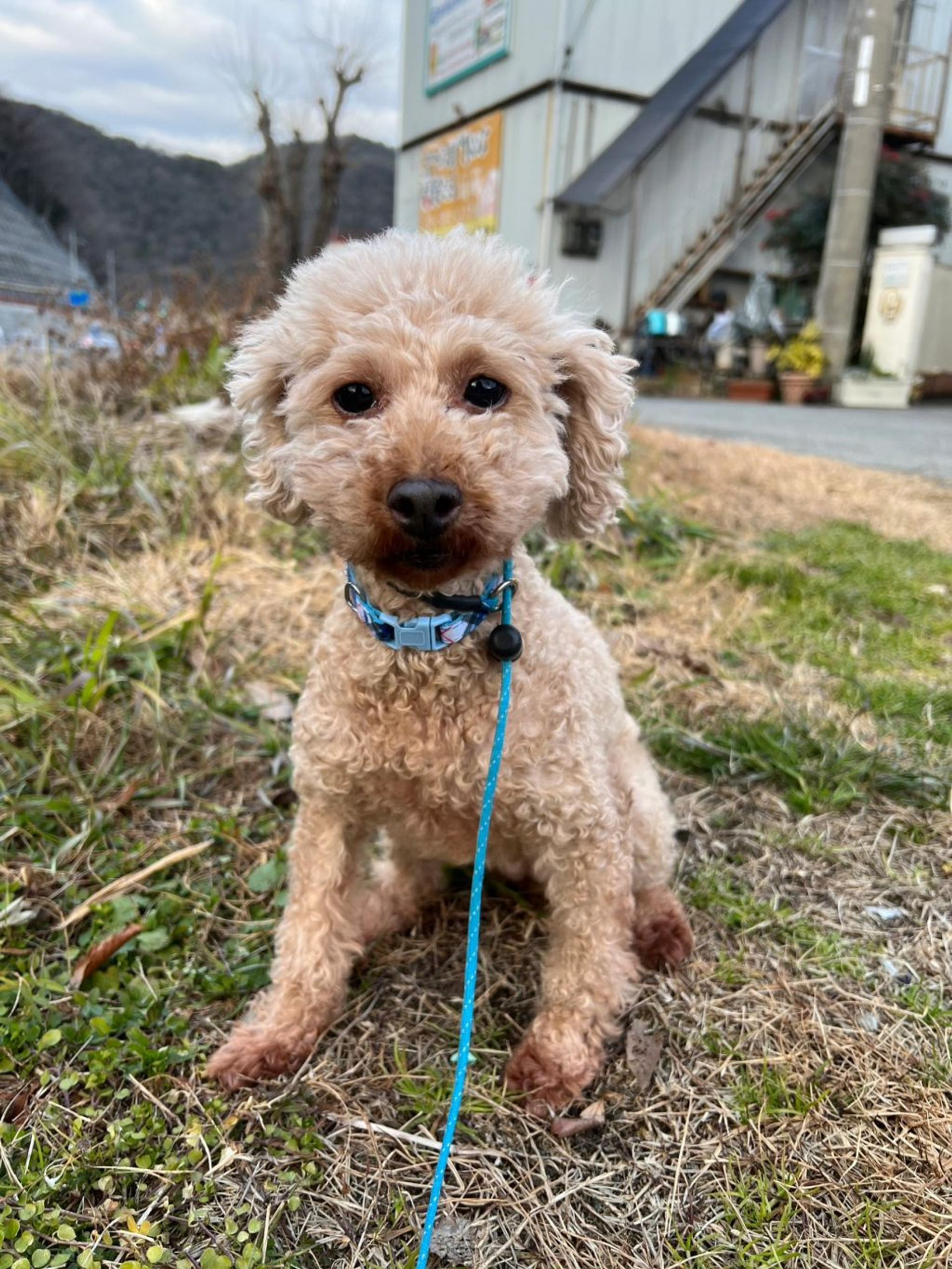 pet-image-4