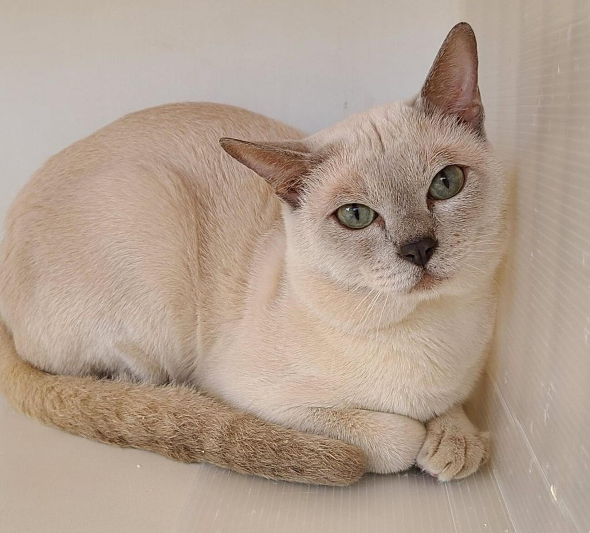 pet-image-3