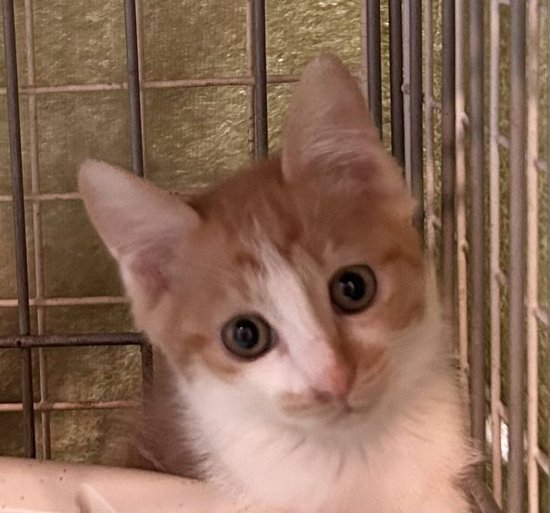 雑種（ミックス猫）・メスの里親募集の写真