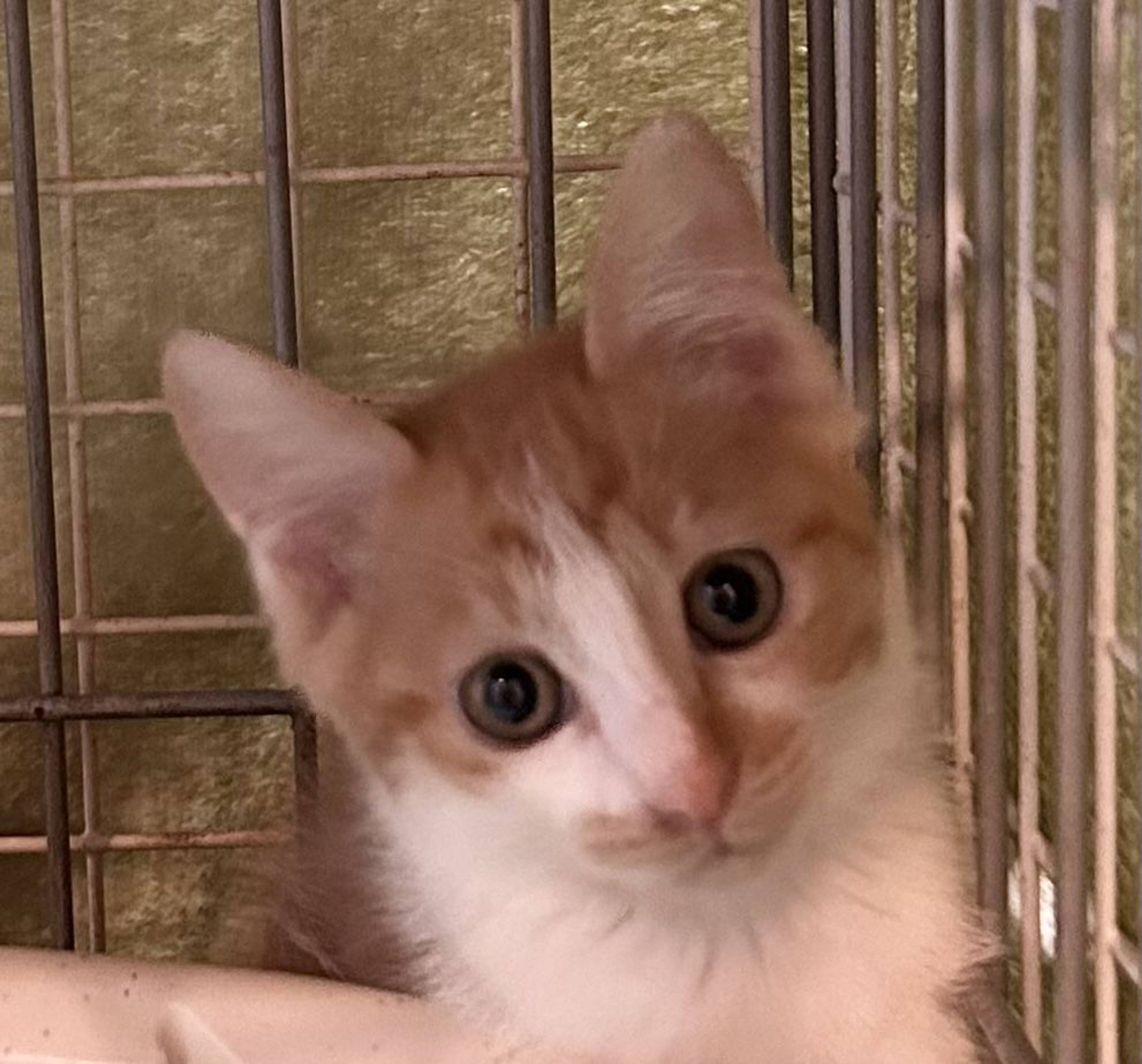 雑種（ミックス猫）・メスの里親募集の写真