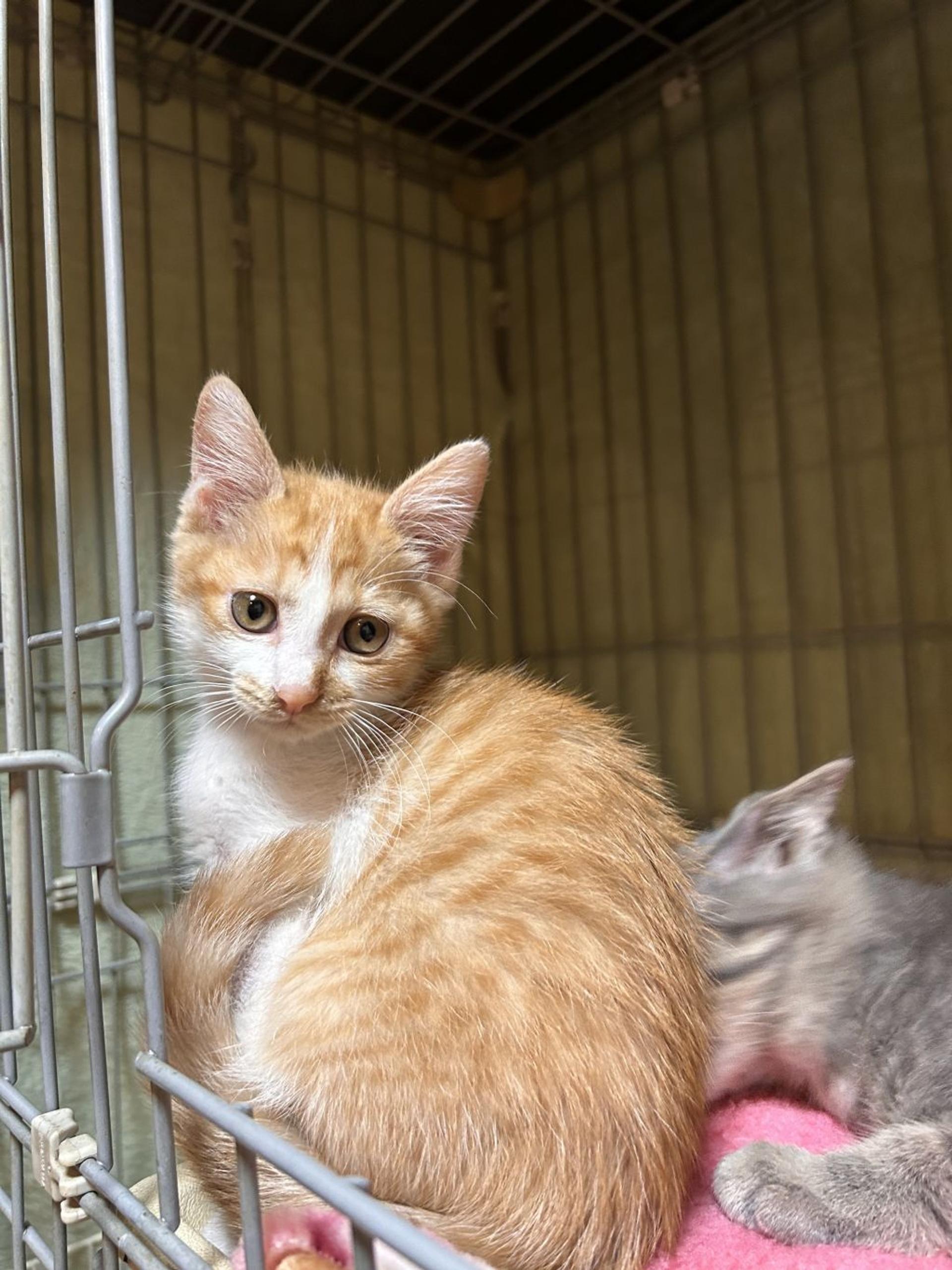 pet-image-2