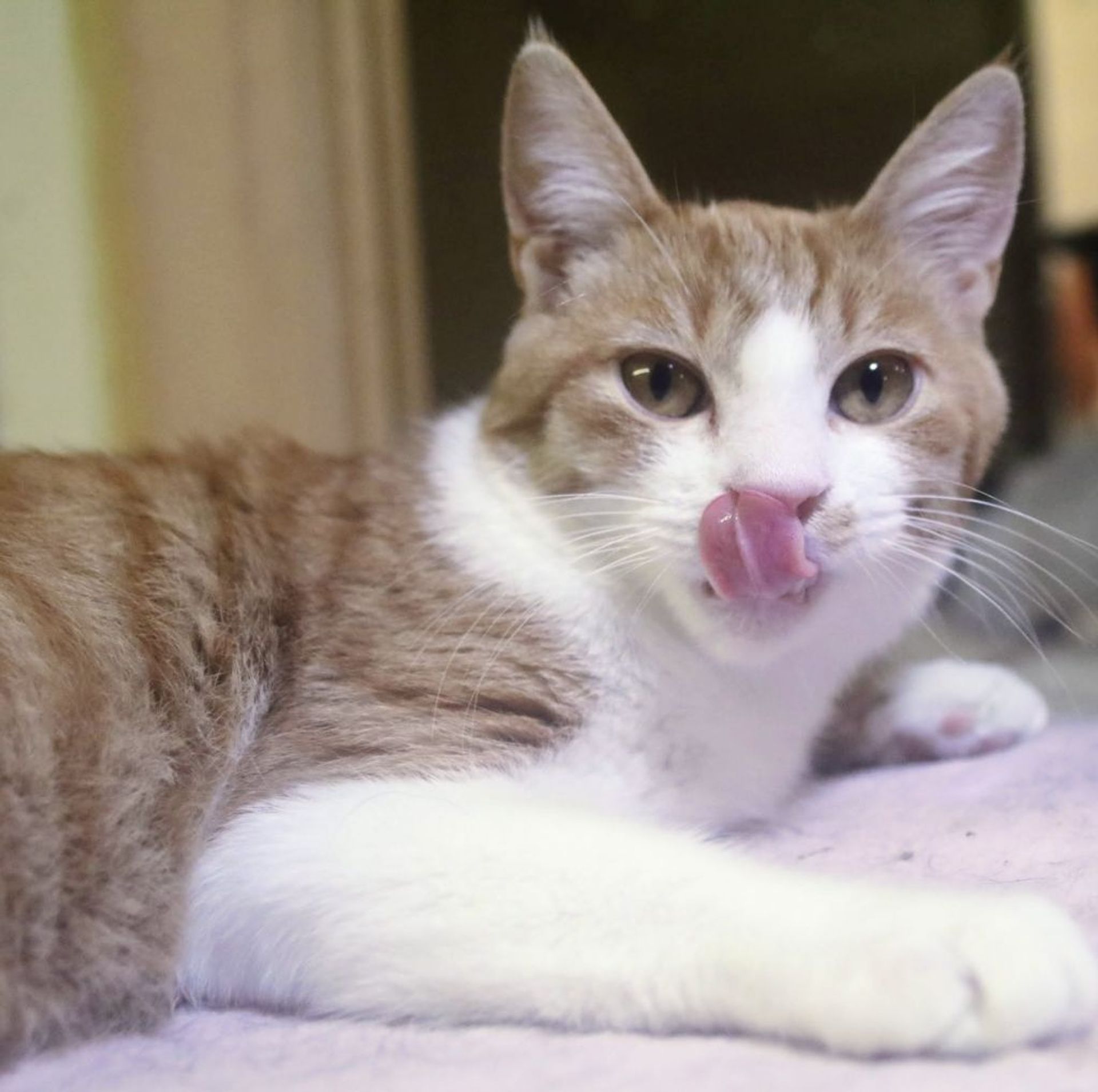 雑種（ミックス猫）・オスの里親募集の写真