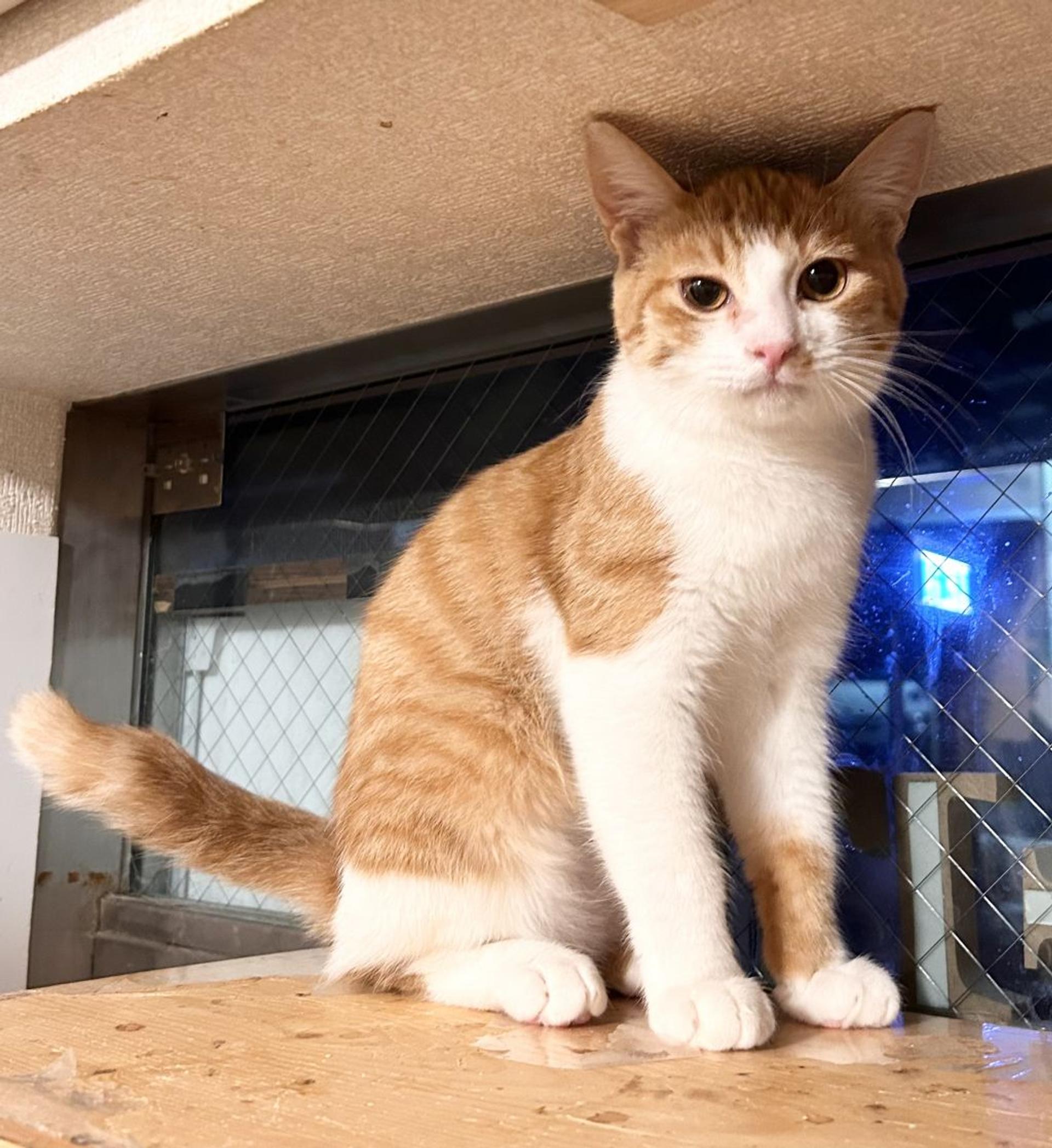 pet-image-3