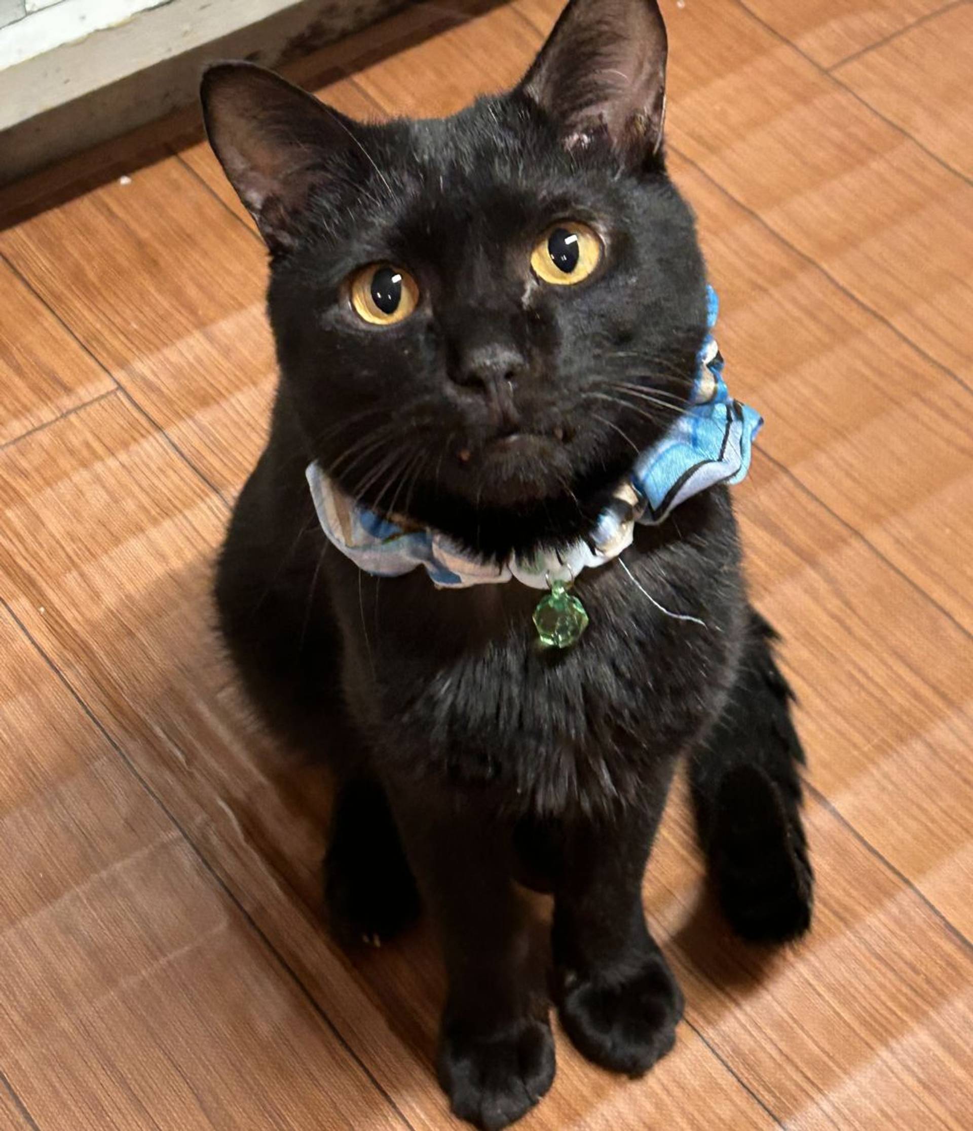 雑種（ミックス猫）・オスの里親募集の写真