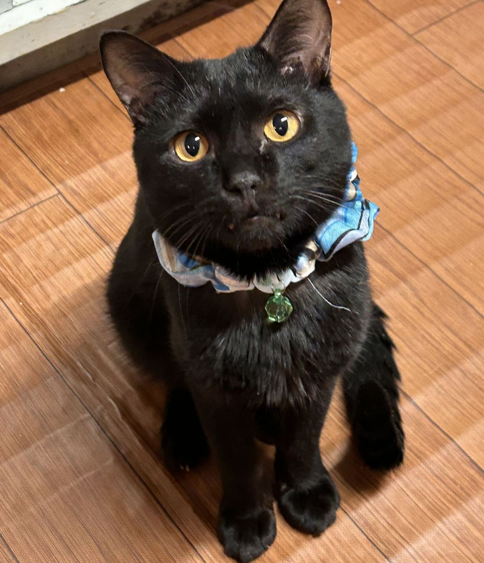 雑種（ミックス猫）・オスの里親募集の写真