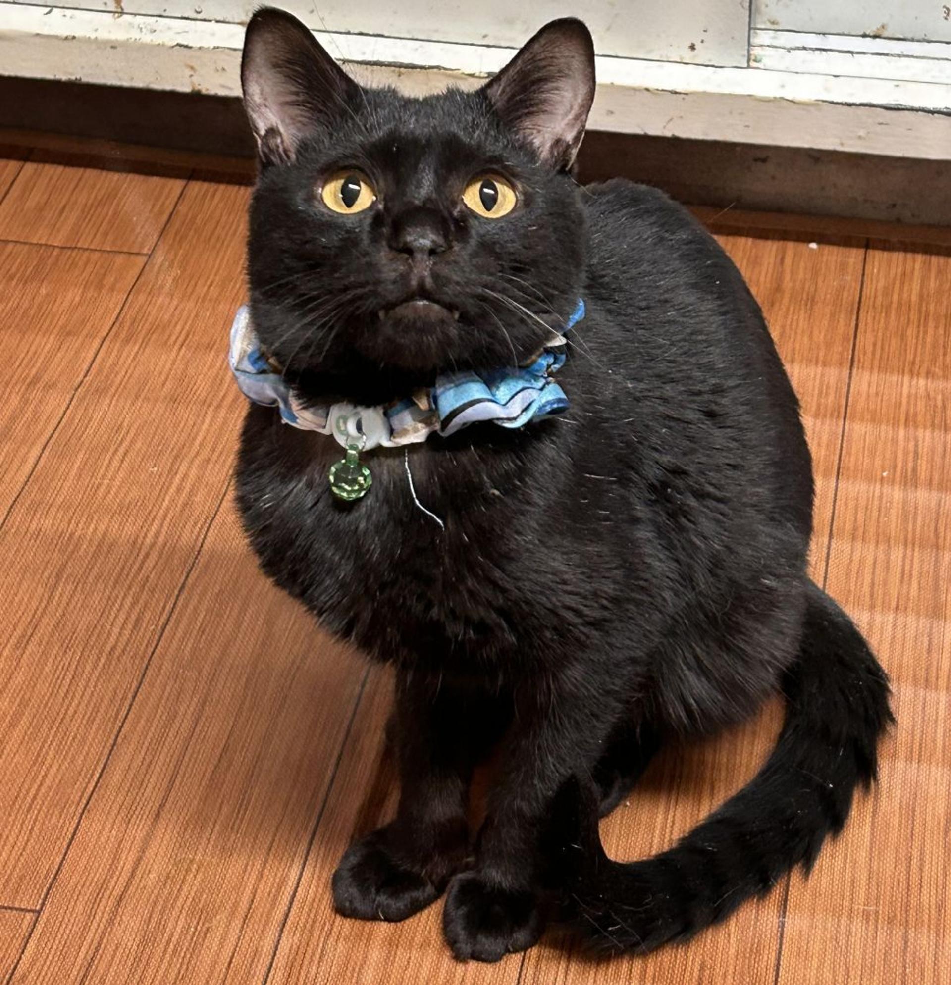 pet-image-2