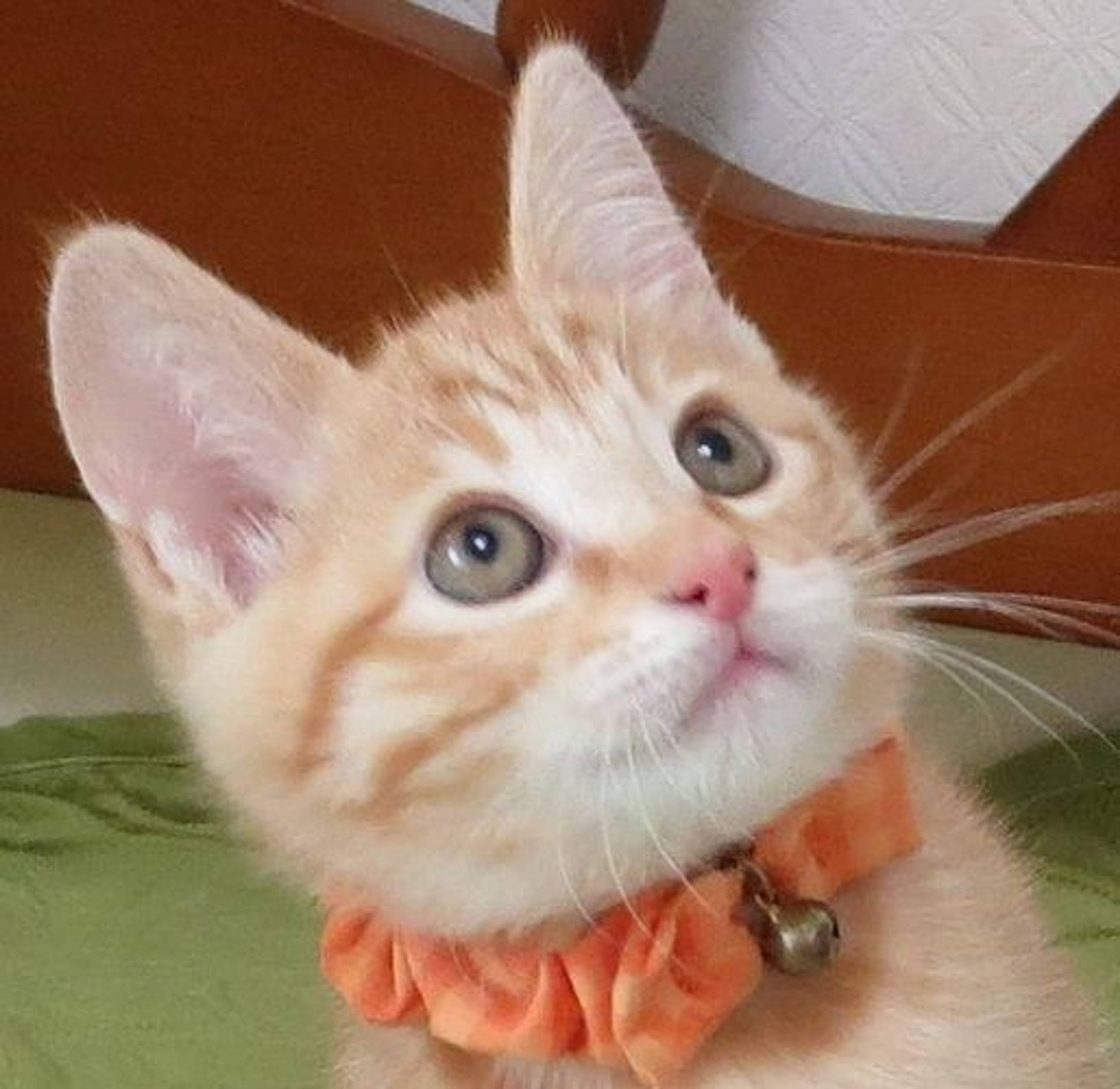 雑種（ミックス猫）・オスの里親募集の写真