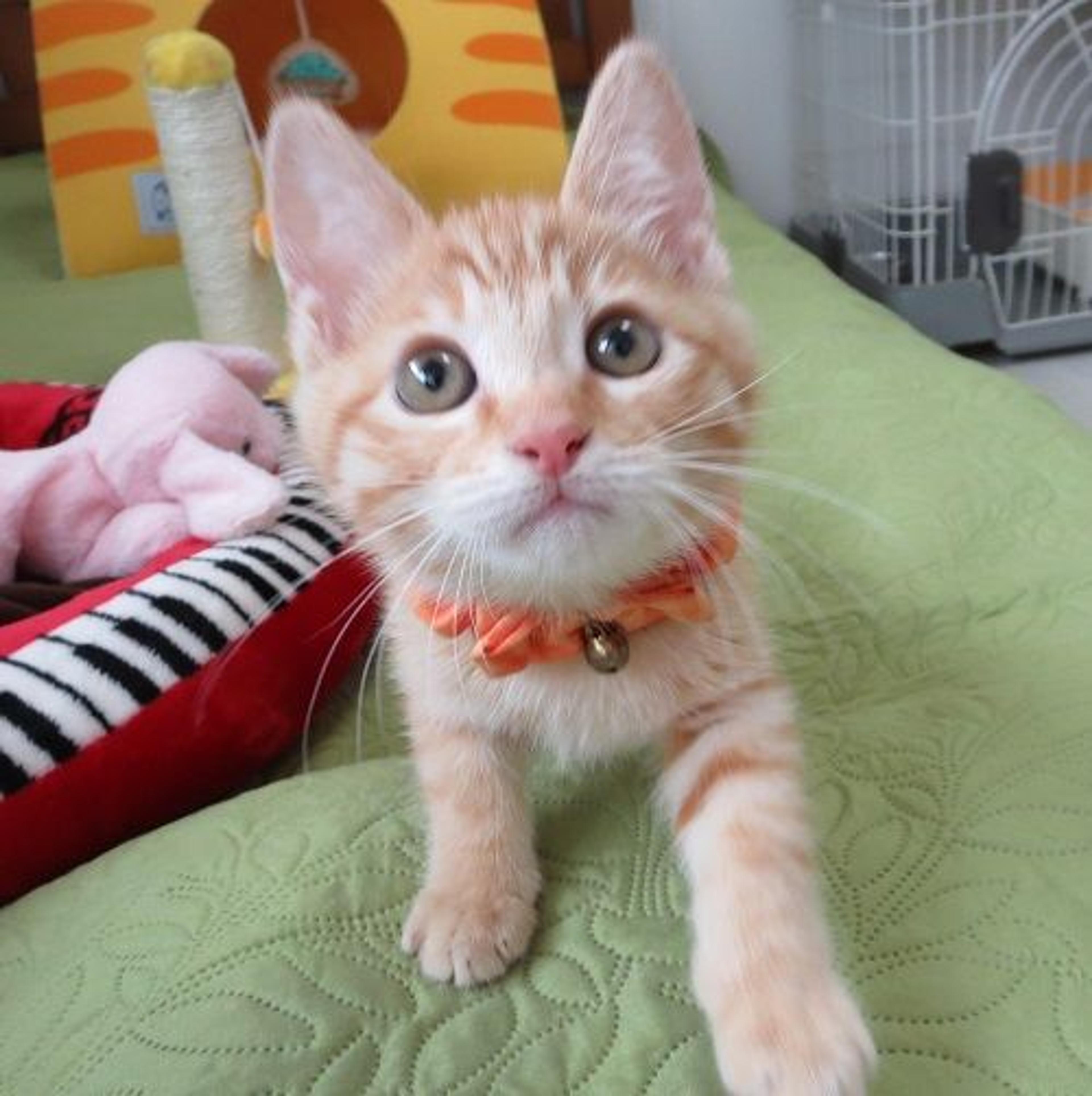 pet-image-2