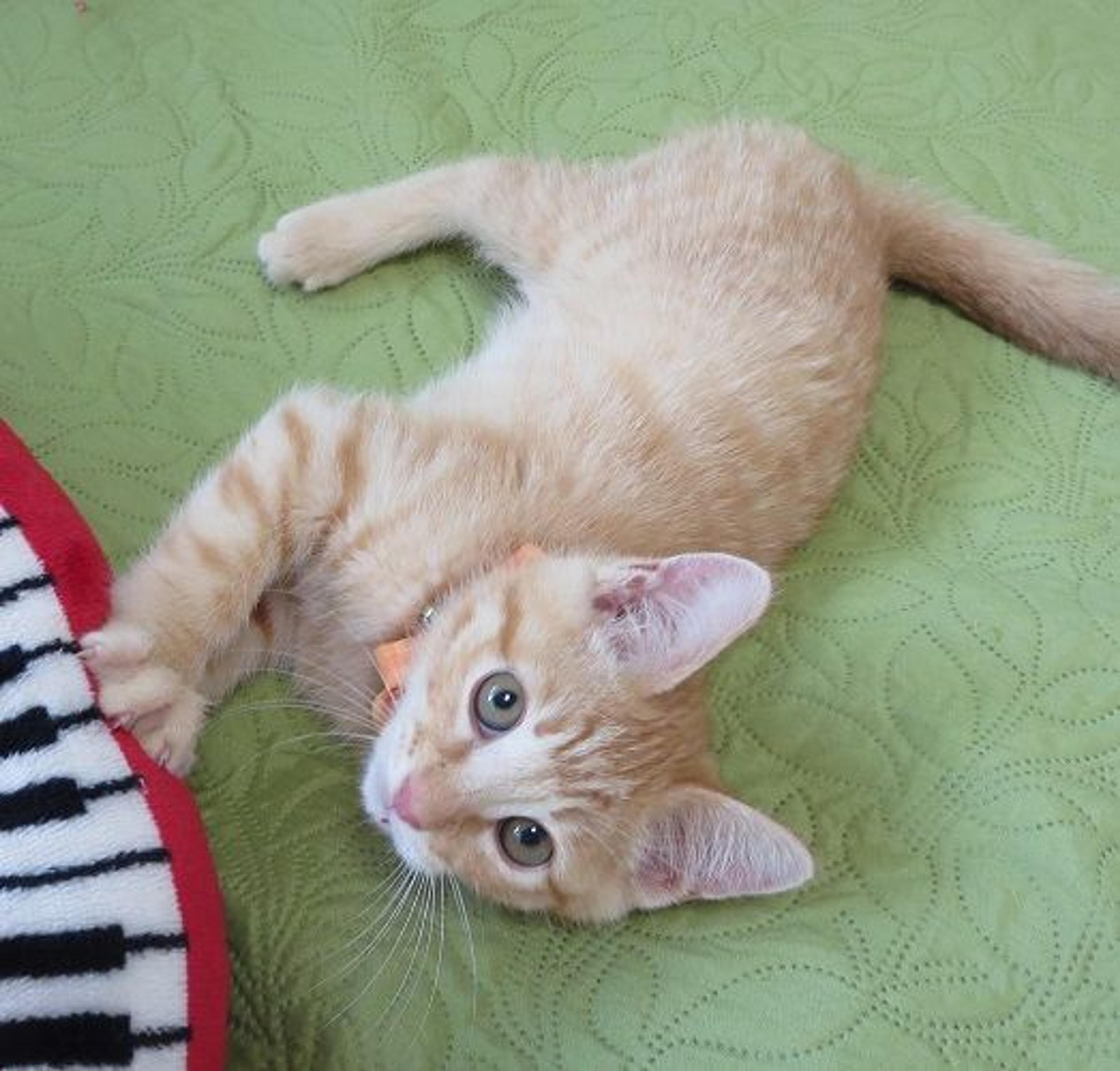 pet-image-3