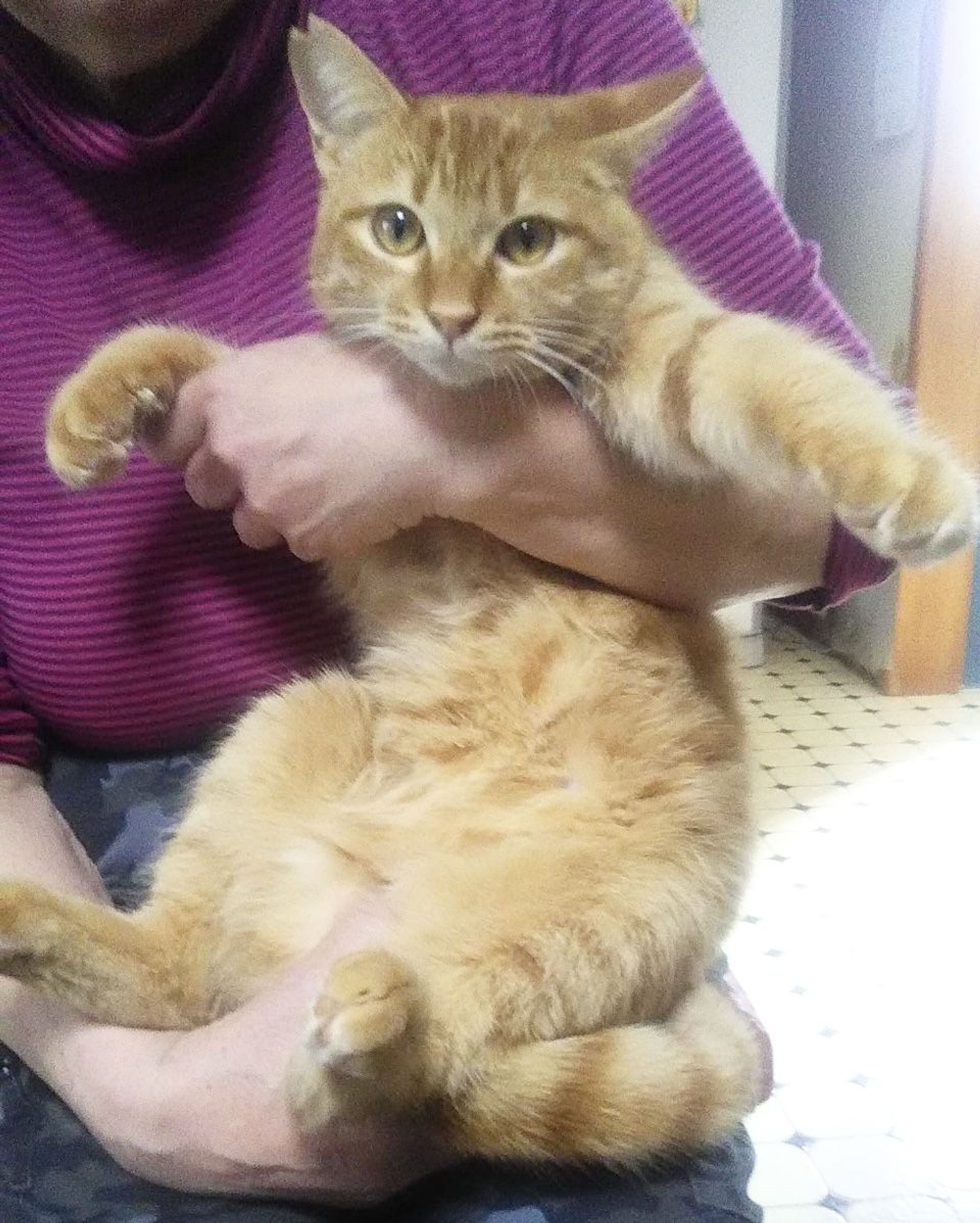 雑種（ミックス猫）・オスの里親募集の写真