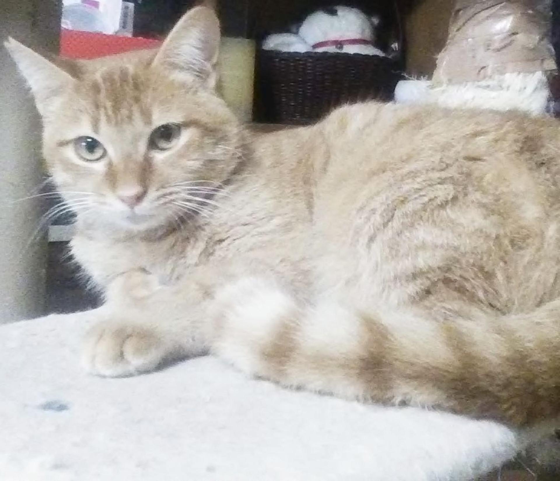 pet-image-2