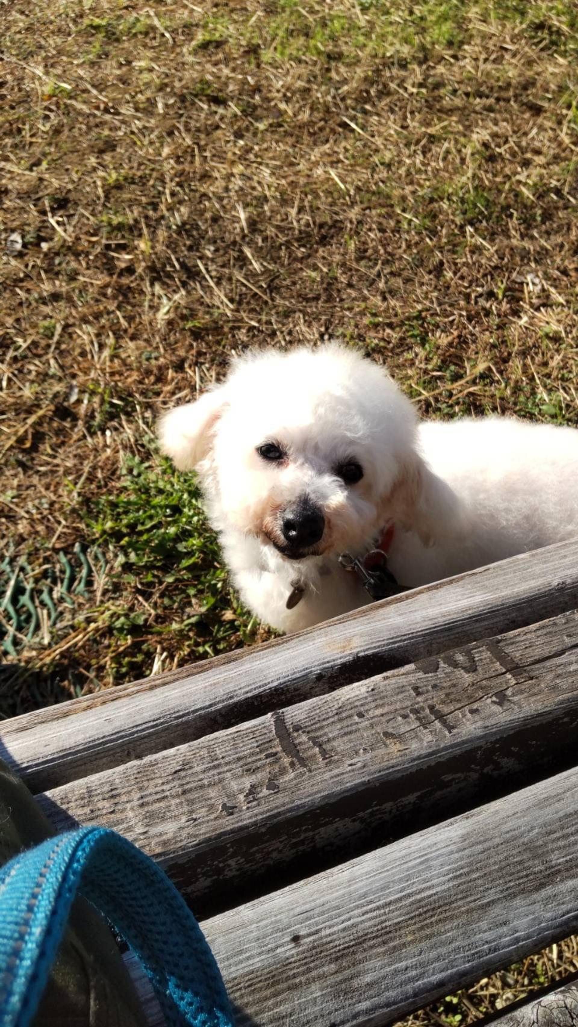pet-image-3
