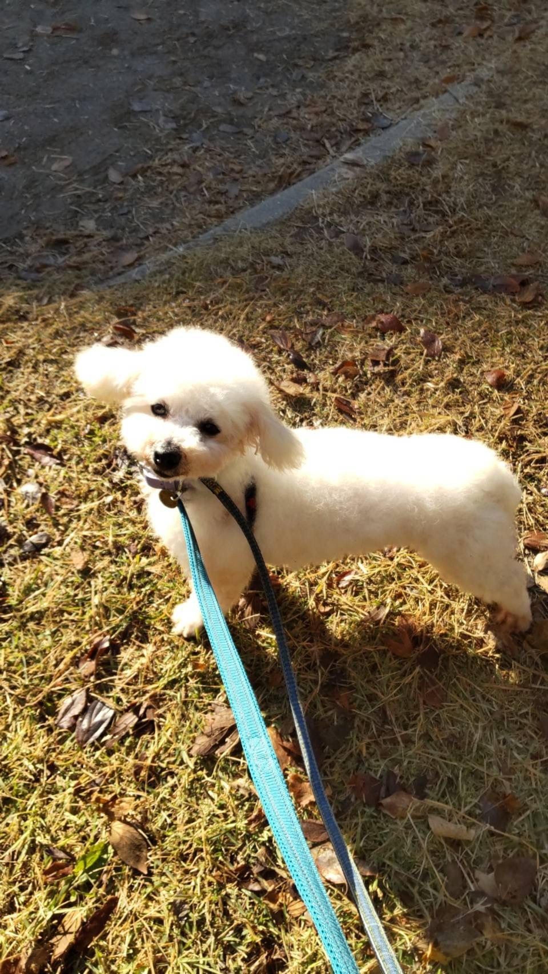 pet-image-5