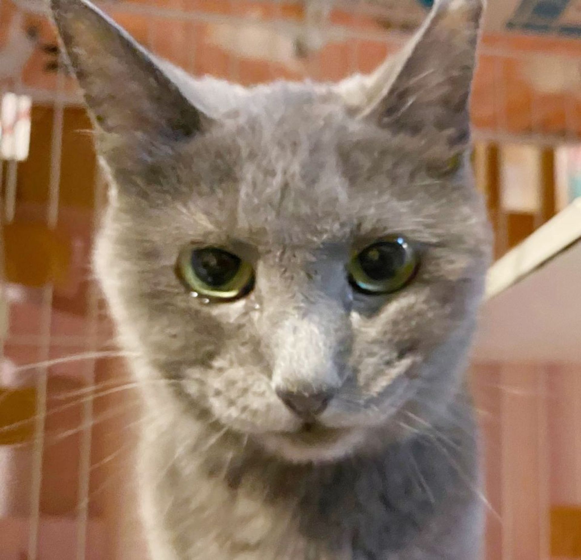 雑種（ミックス猫）・メスの里親募集の写真