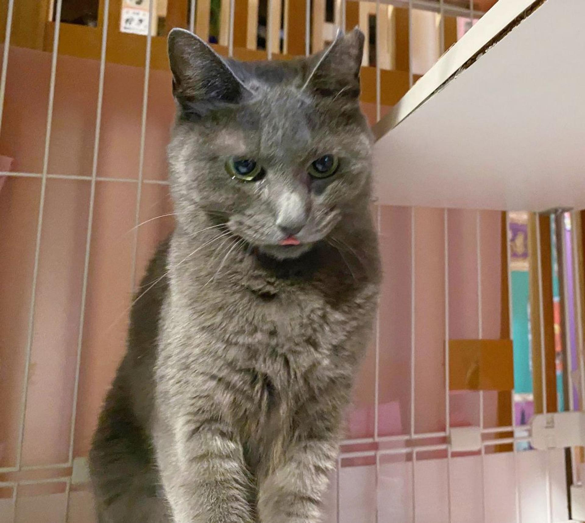 pet-image-4