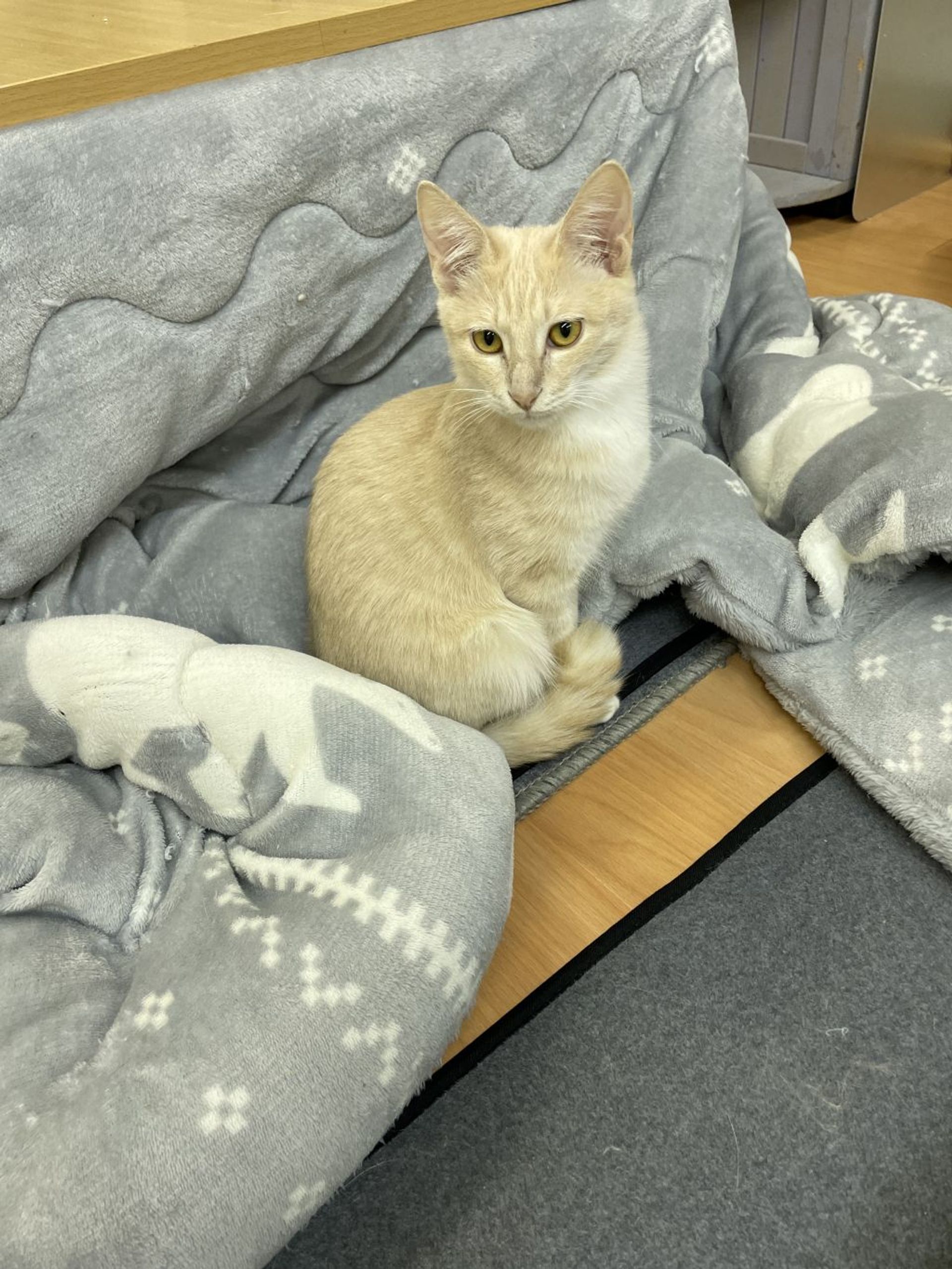 雑種（ミックス猫）・オスの里親募集の写真
