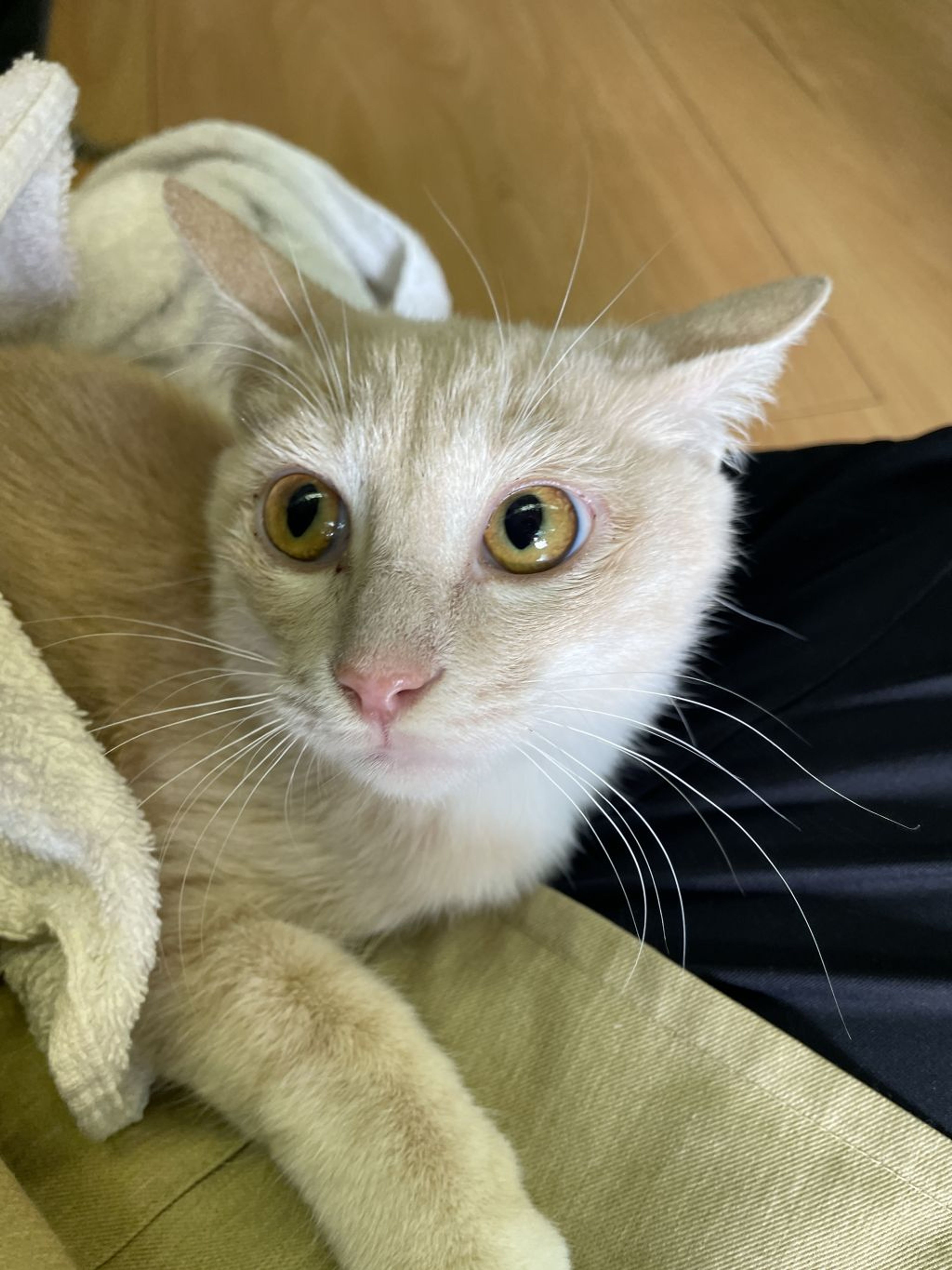 pet-image-5