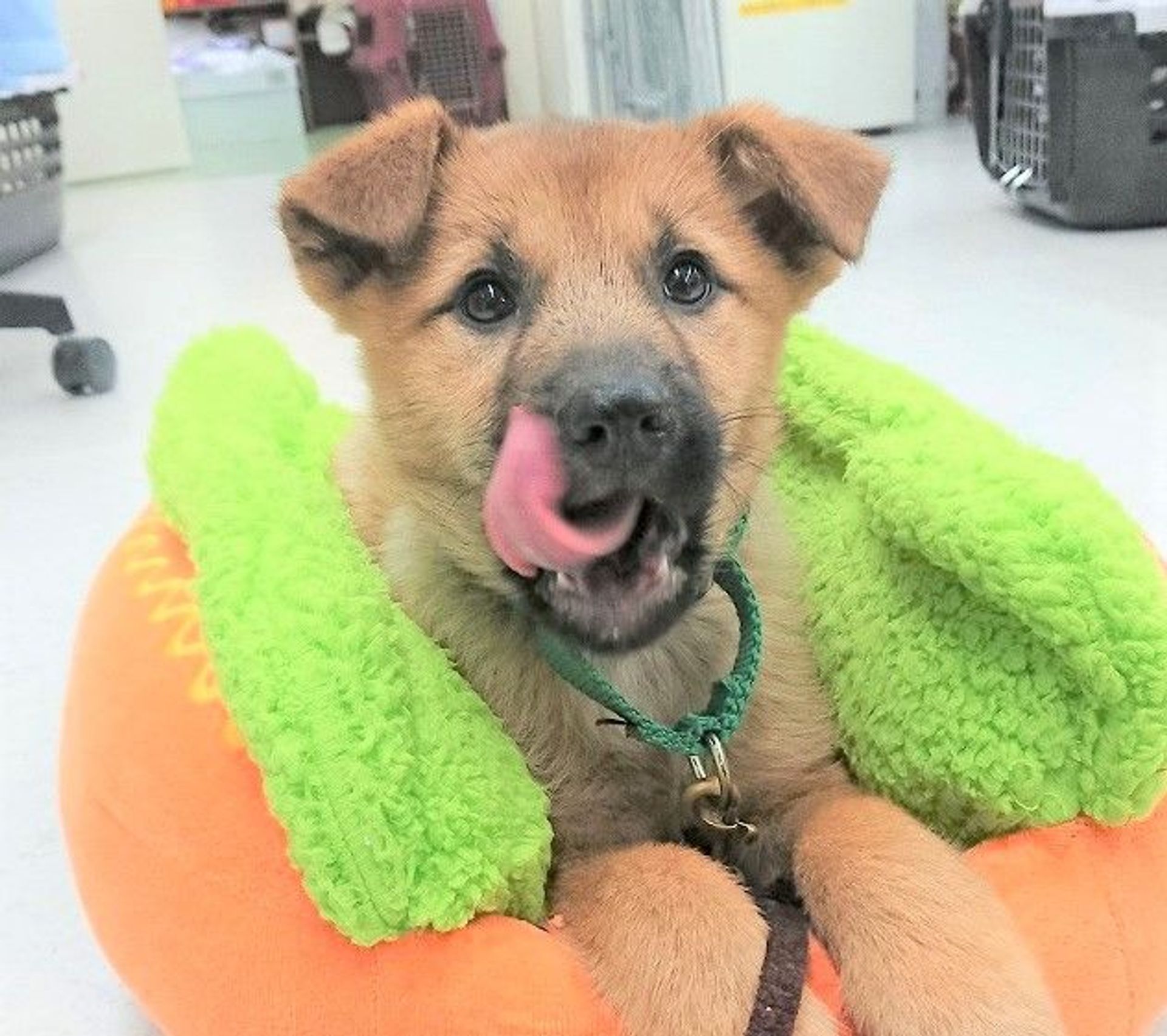 雑種（ミックス犬）・オスの里親募集の写真