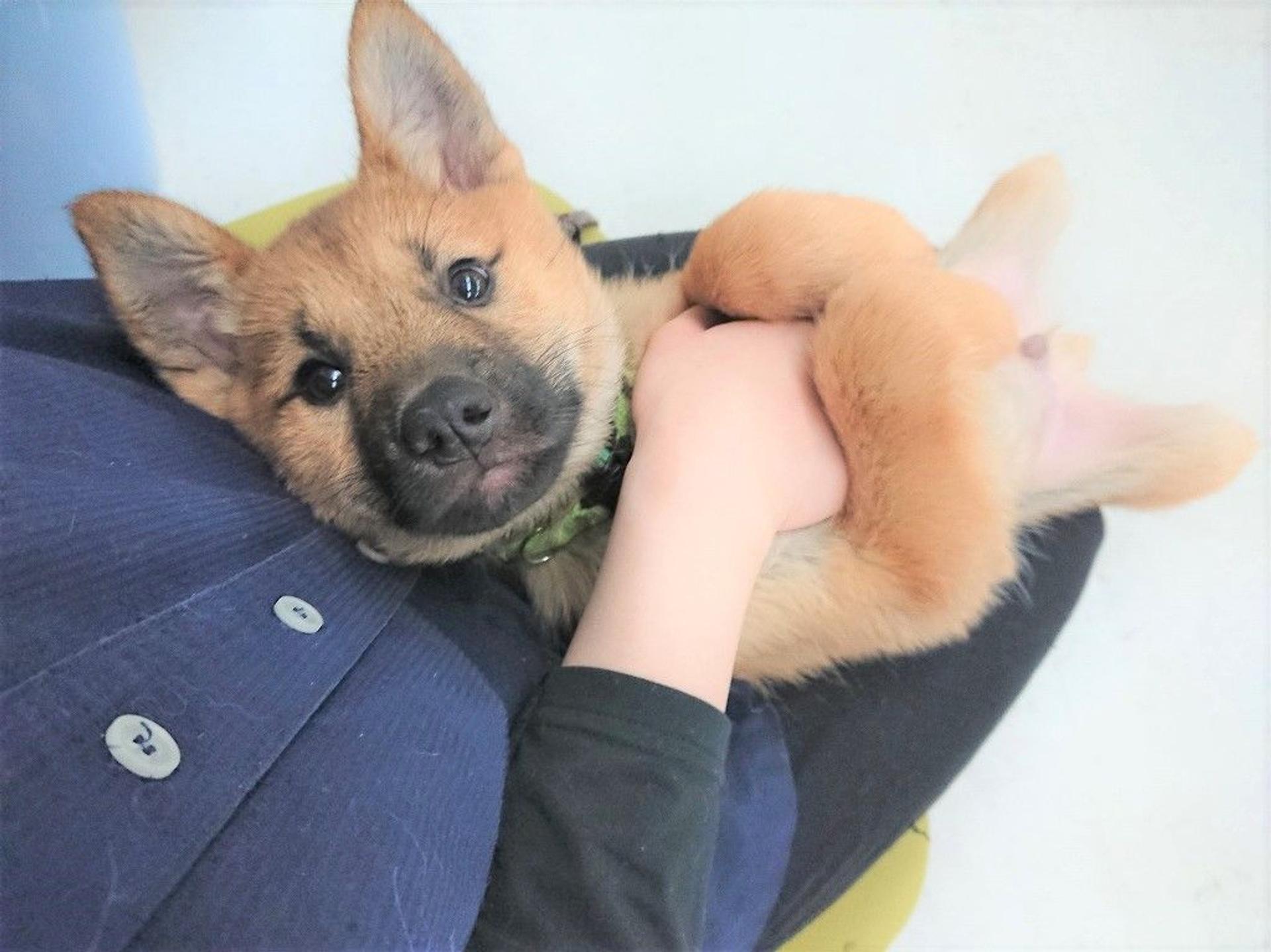 pet-image-2