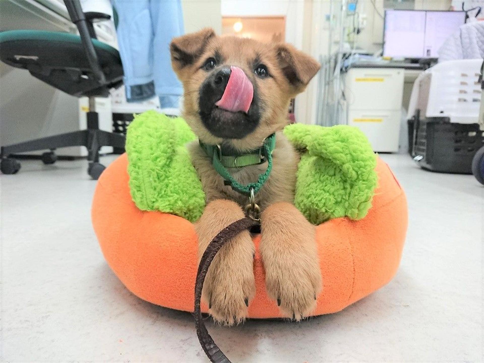pet-image-3