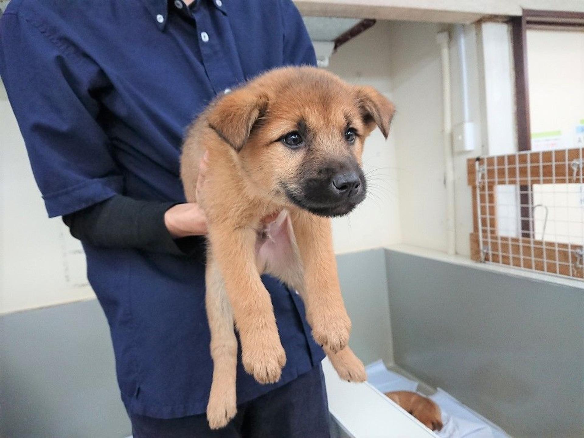pet-image-4