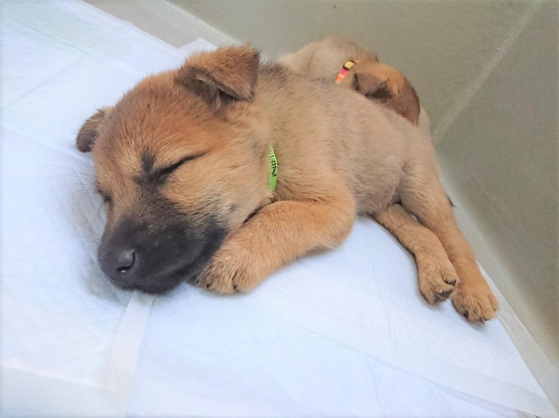 pet-image-5