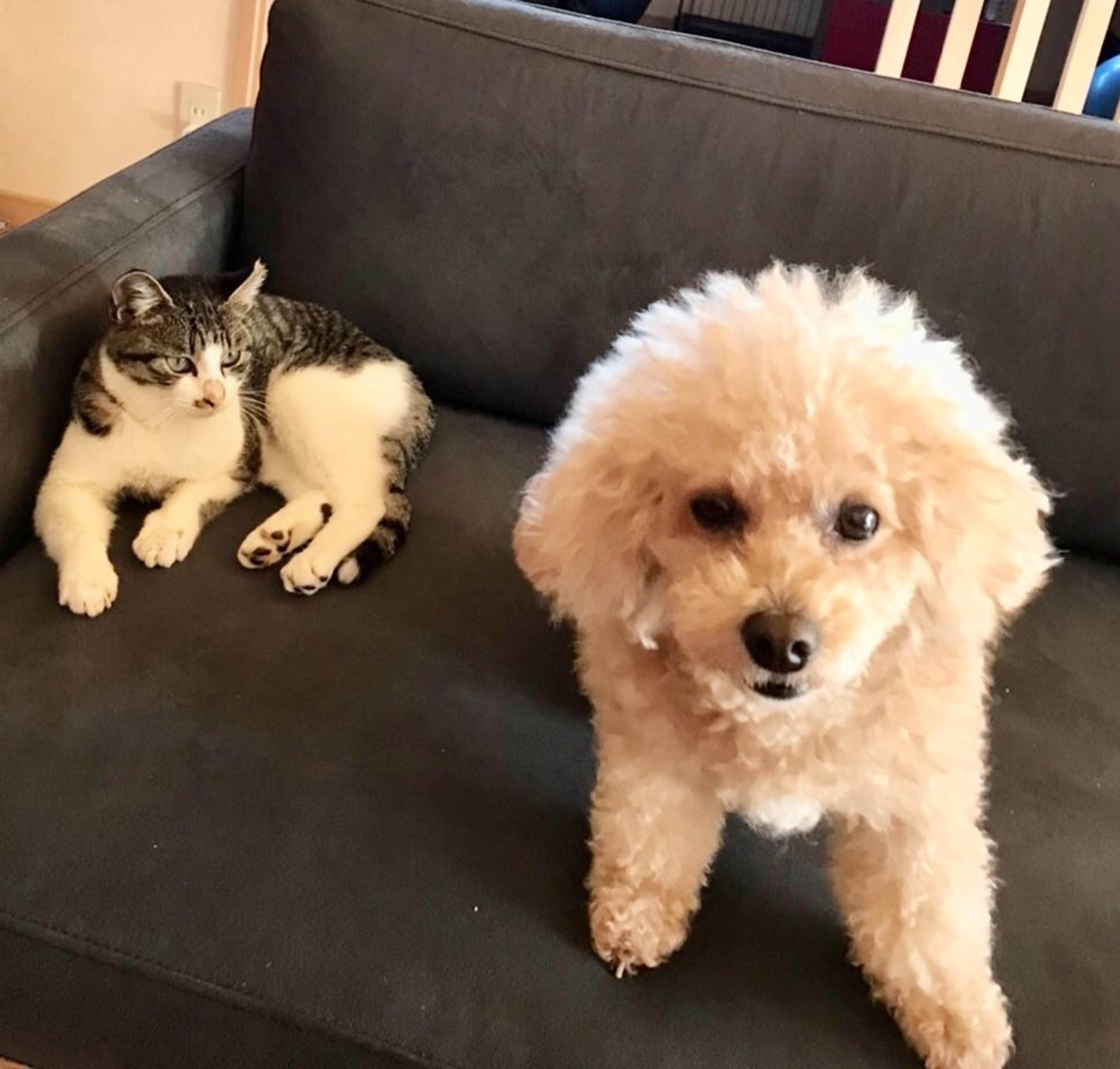 pet-image-4
