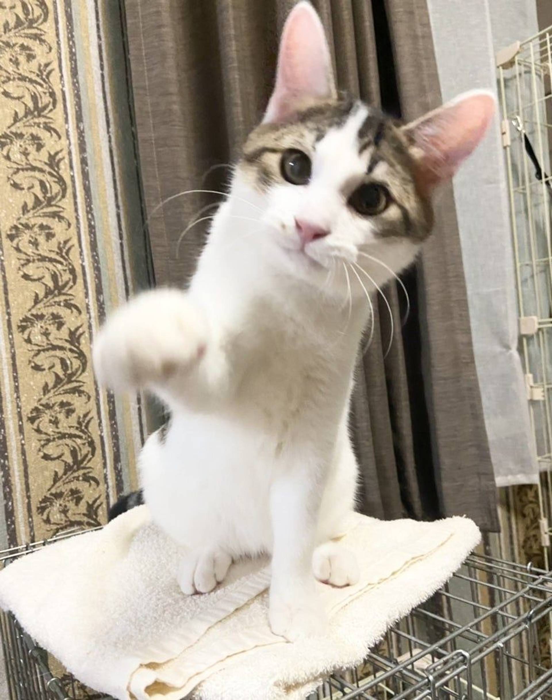 雑種（ミックス猫）・オスの里親募集の写真