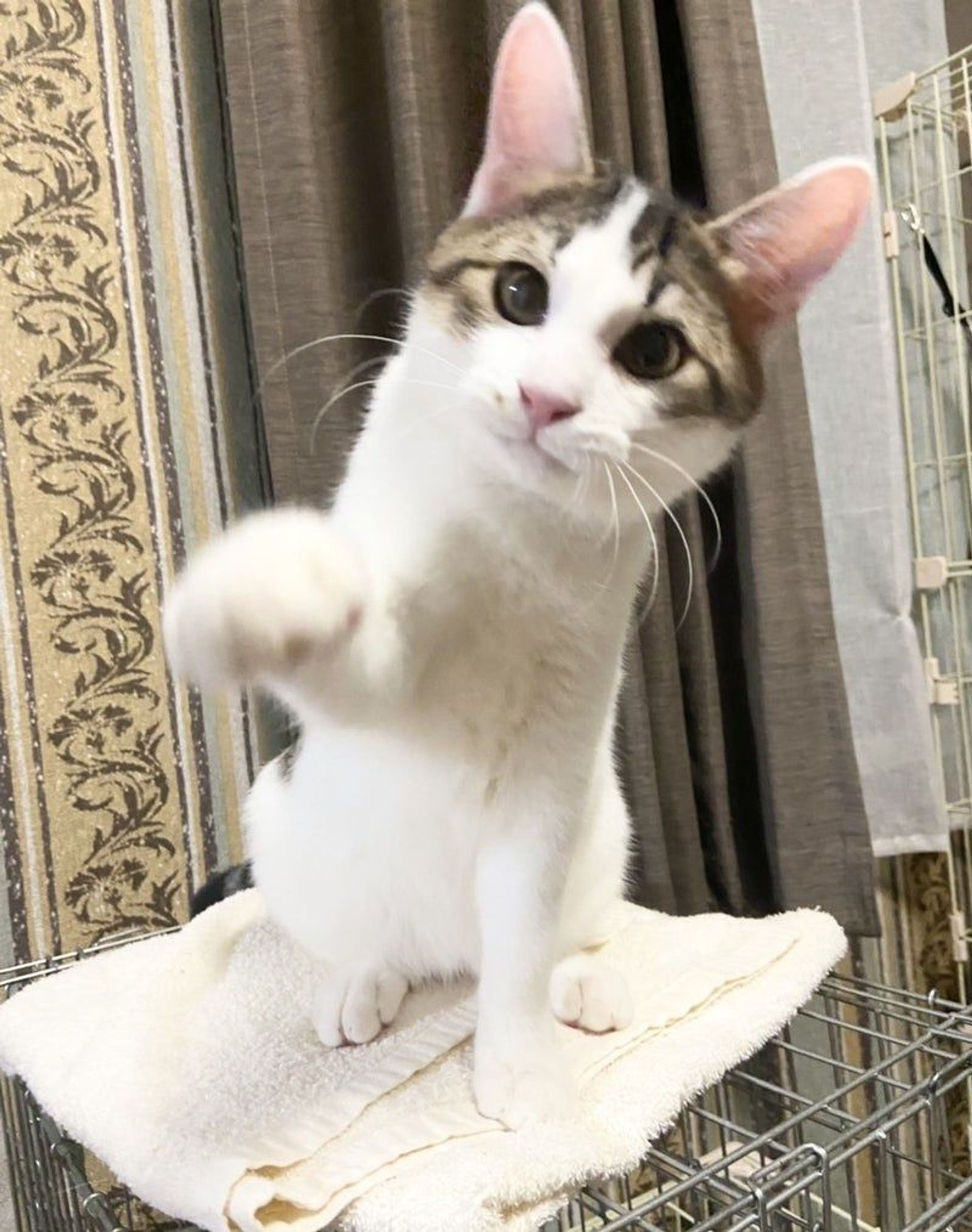 雑種（ミックス猫）・オスの里親募集の写真