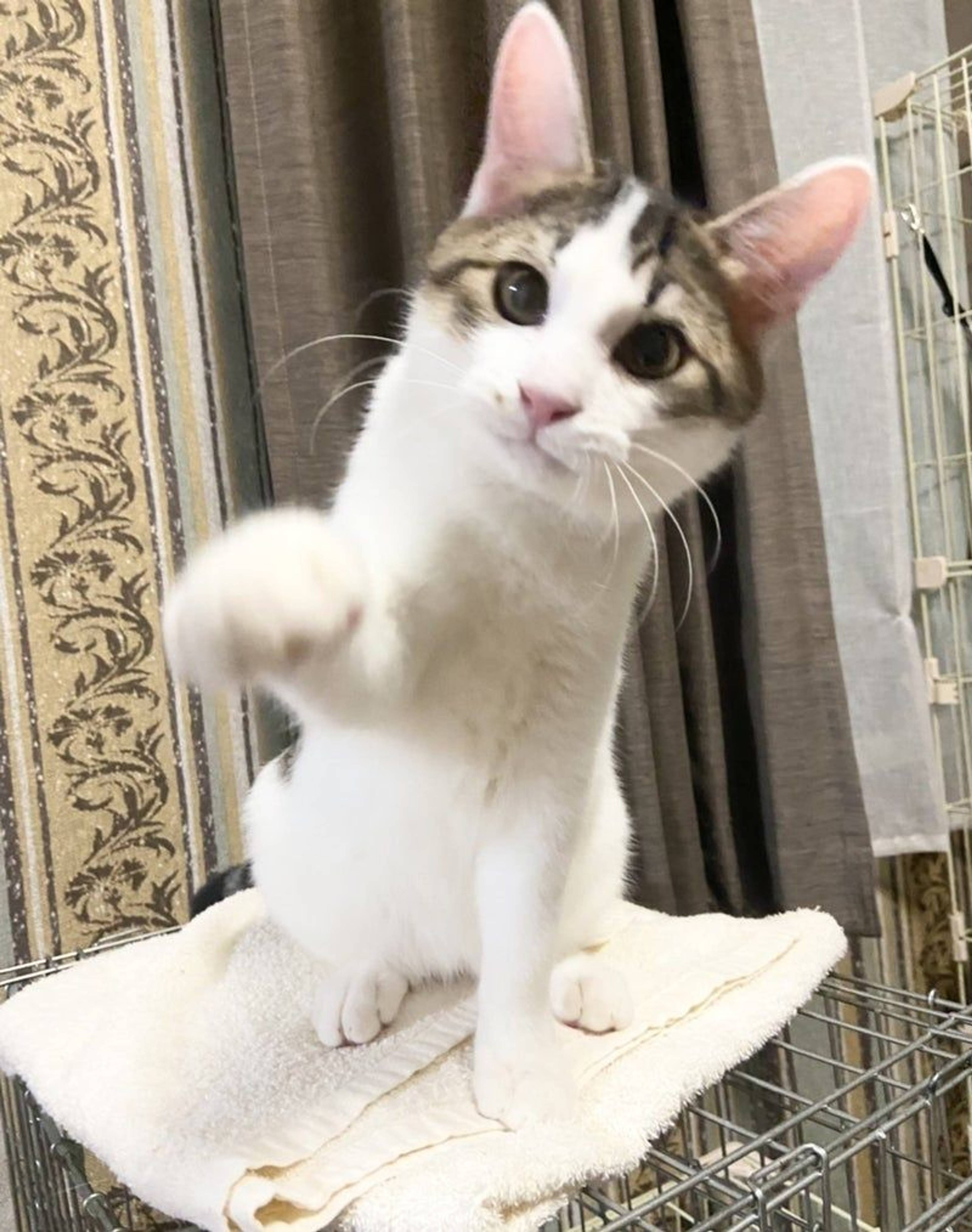 雑種（ミックス猫）・オスの里親募集の写真