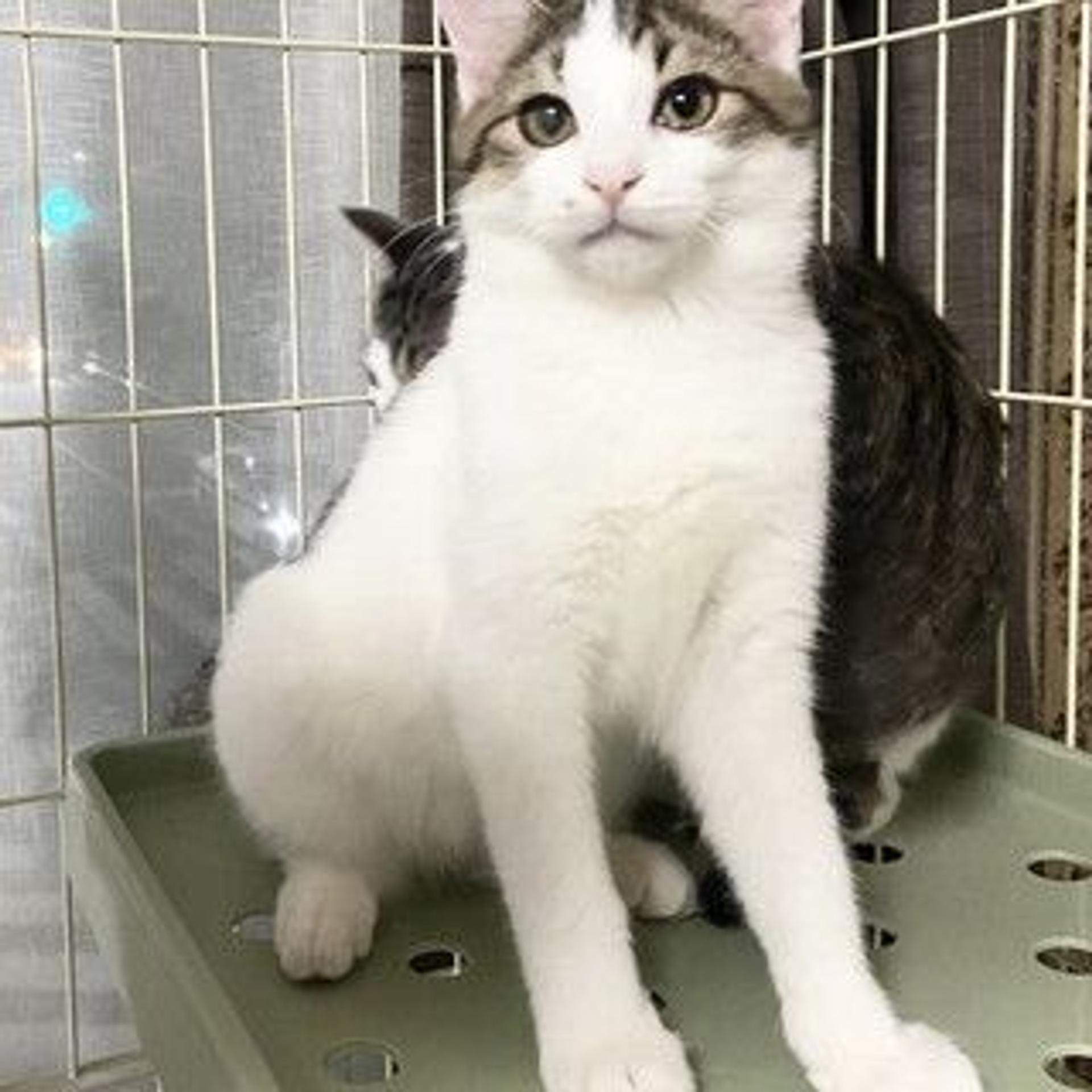 pet-image-2