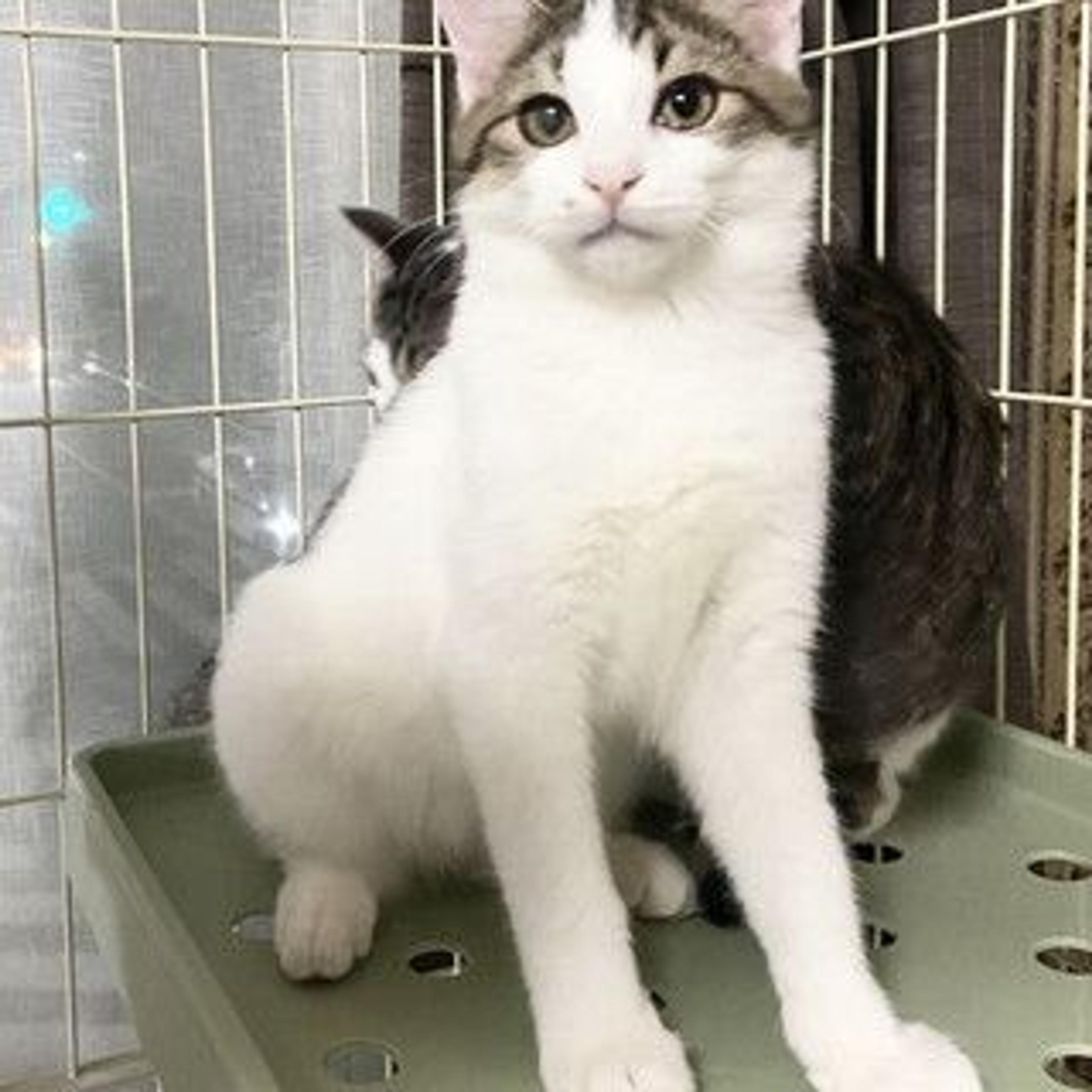 pet-image-2