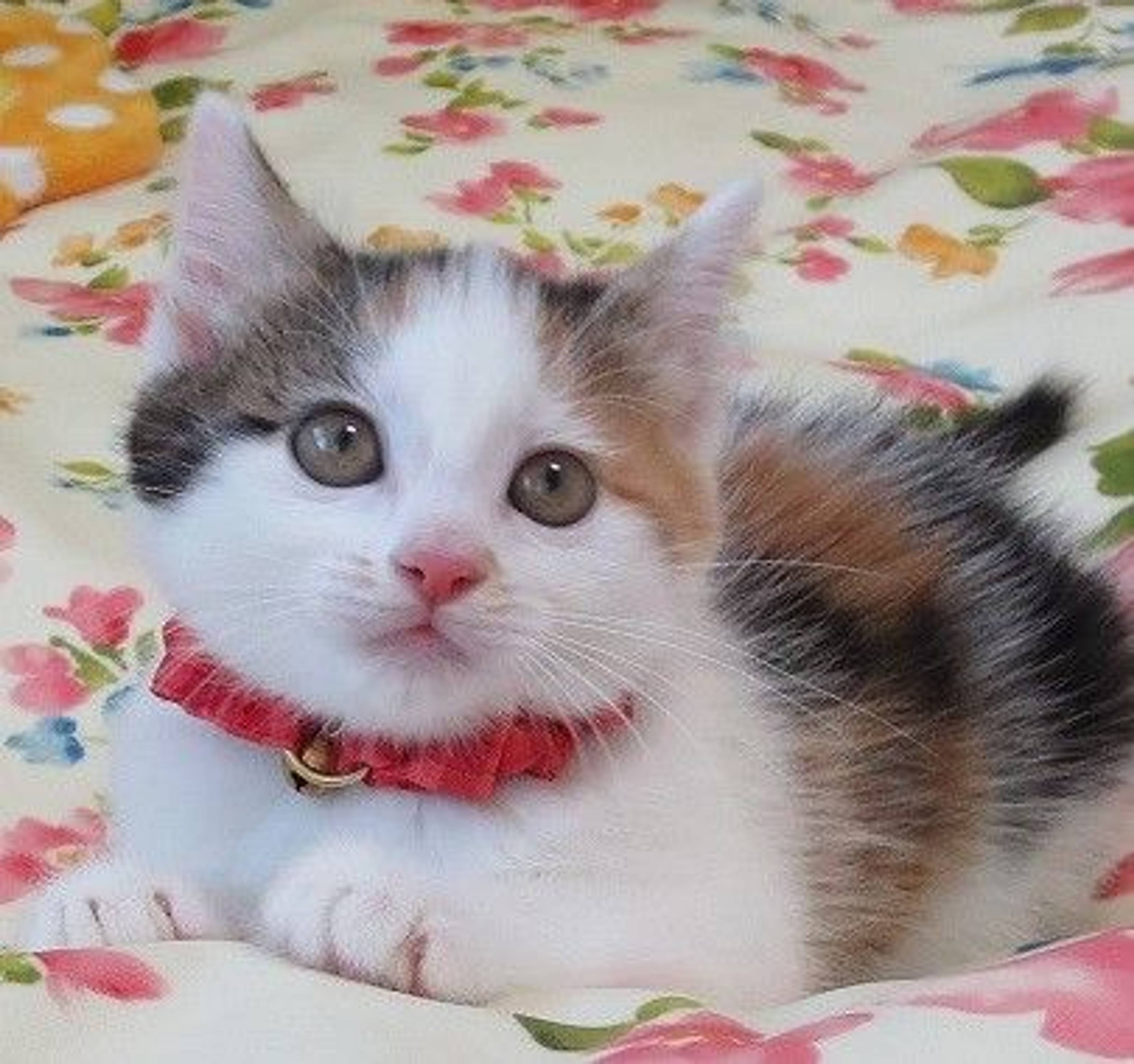 雑種（ミックス猫）・メスの里親募集の写真
