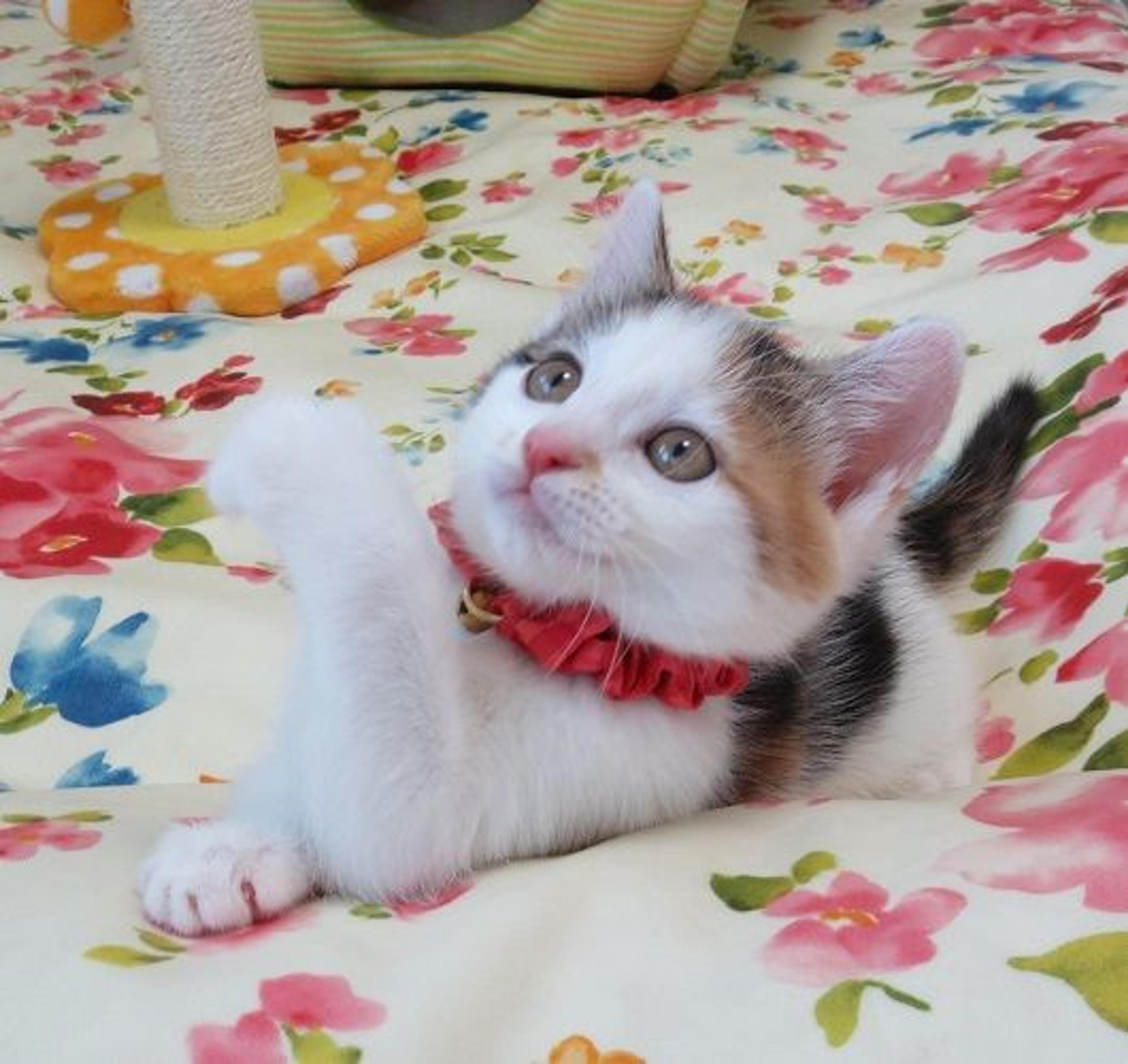 pet-image-2