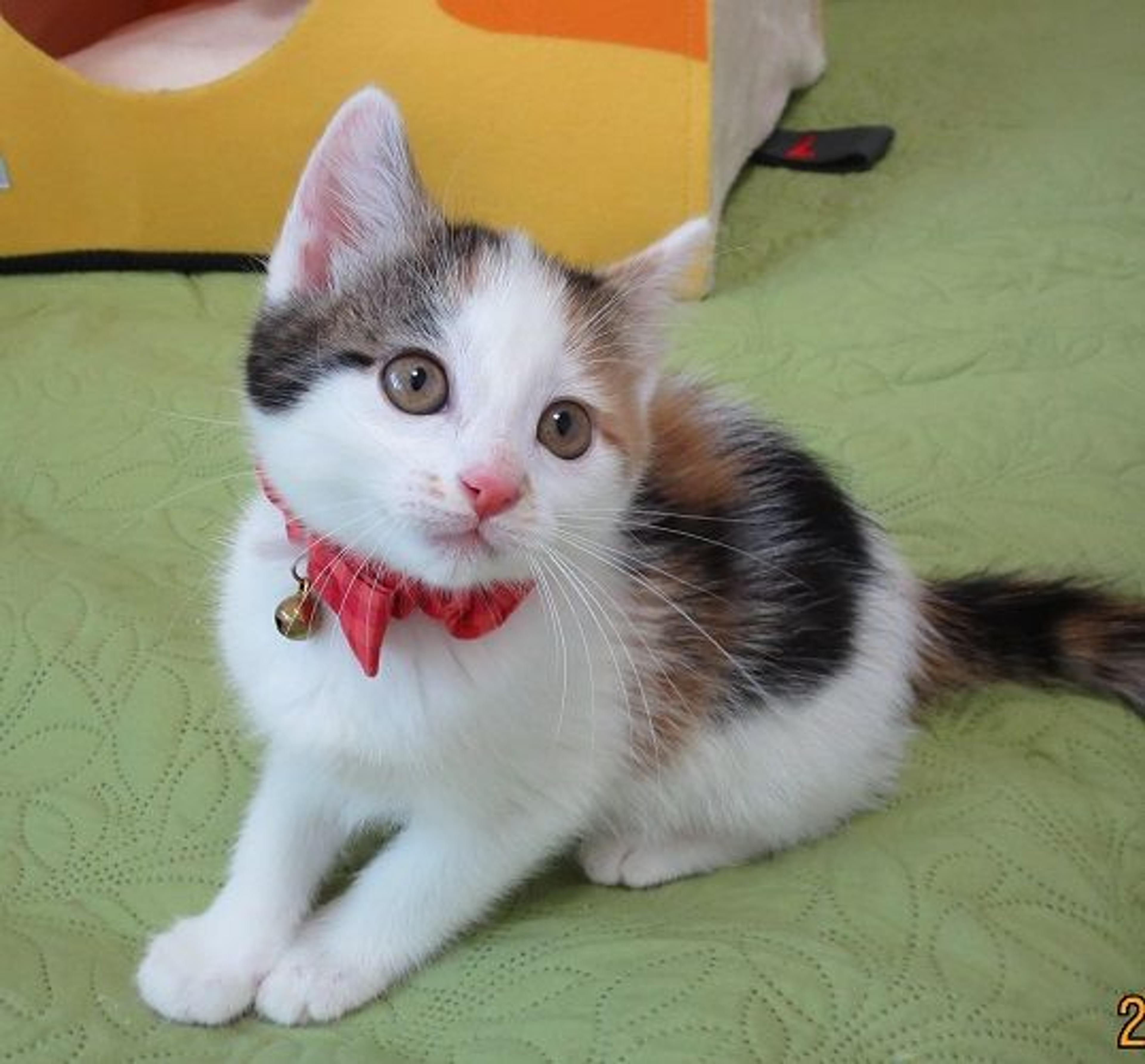 pet-image-3