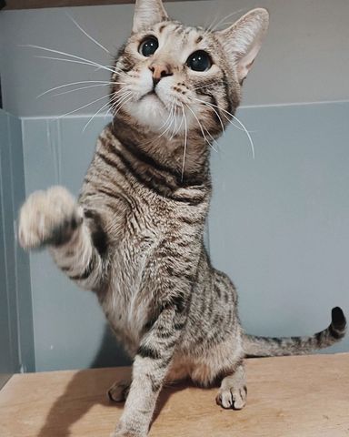 ネイマールの写真