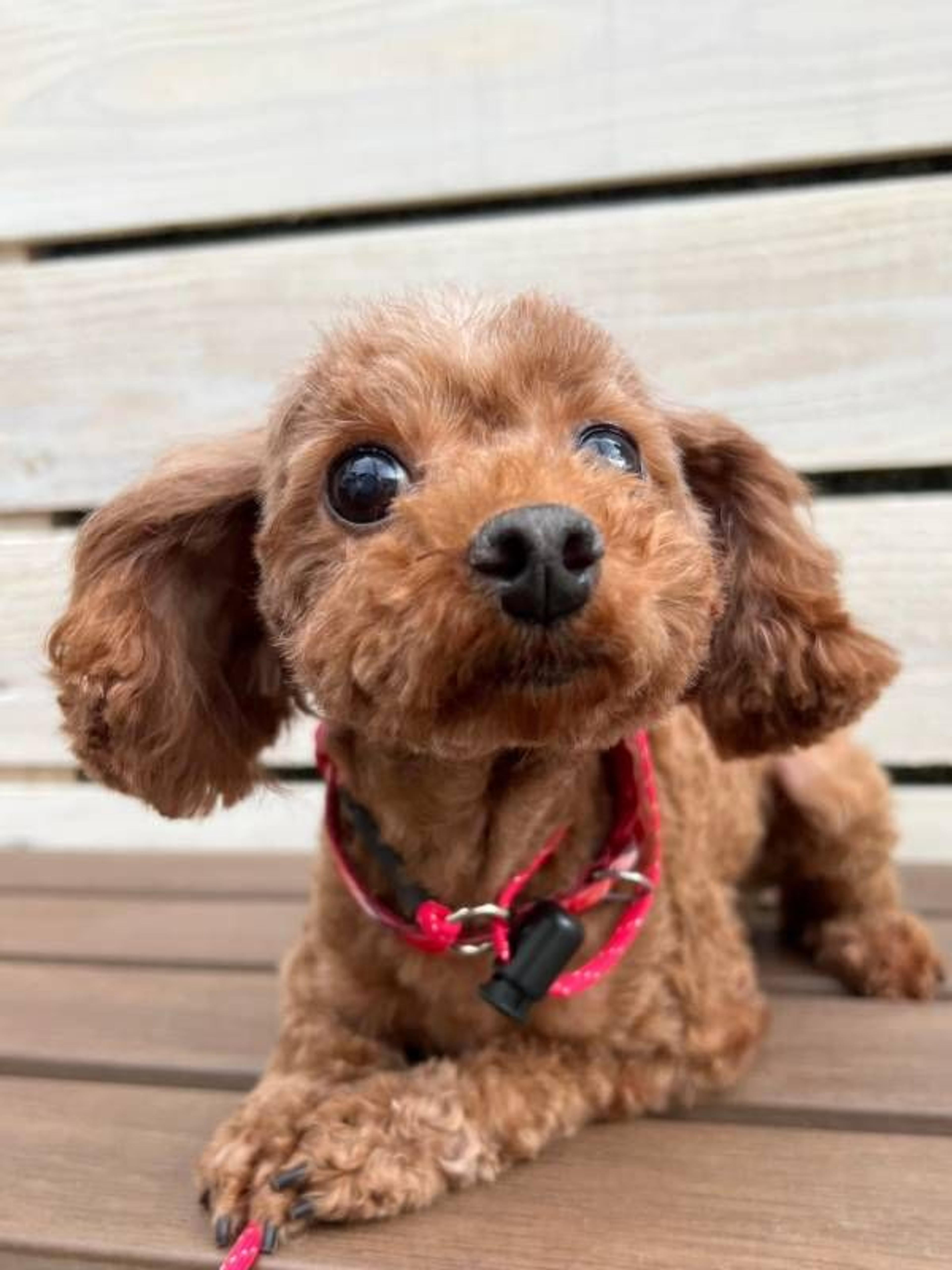 pet-image-2