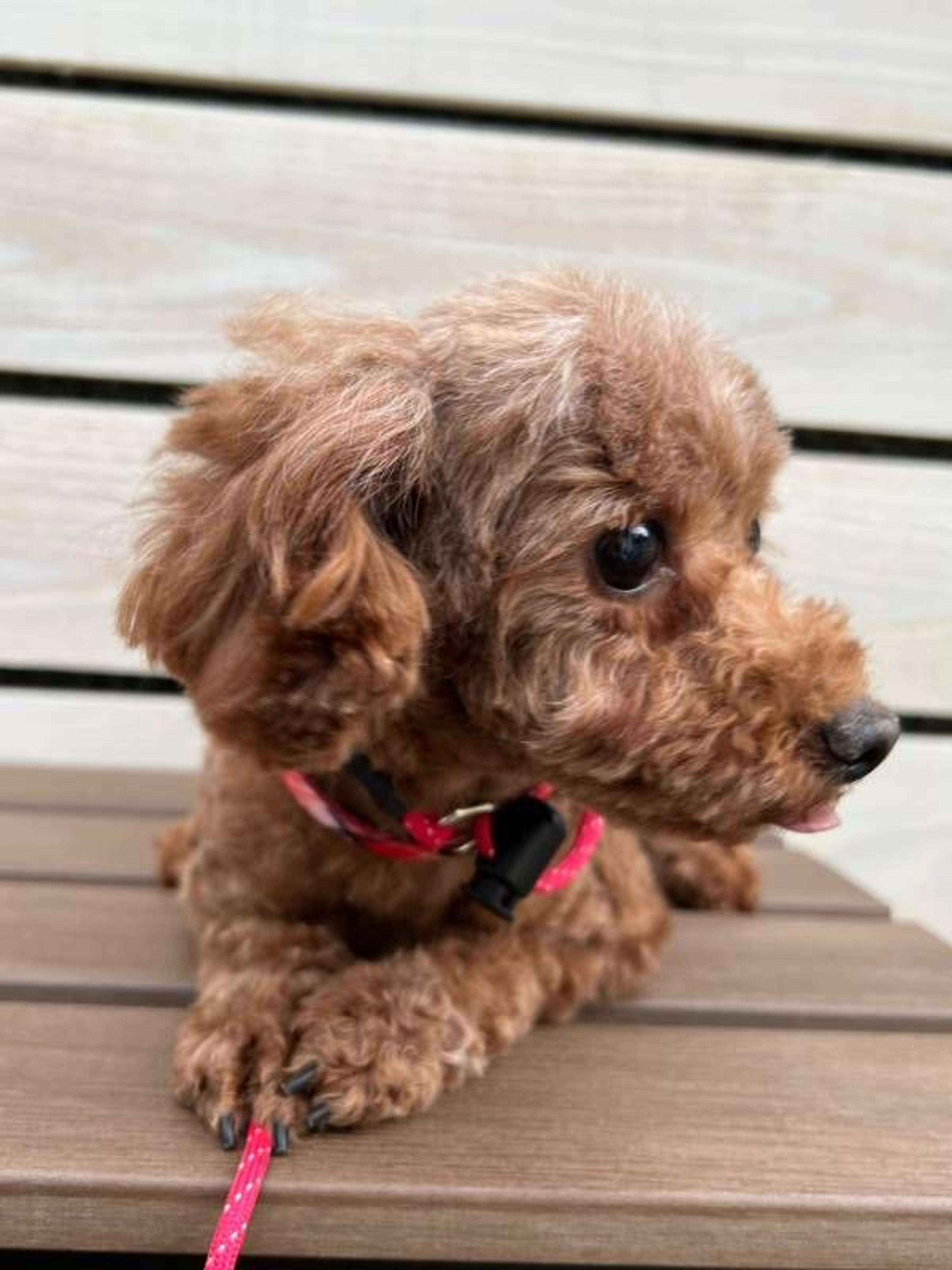pet-image-3