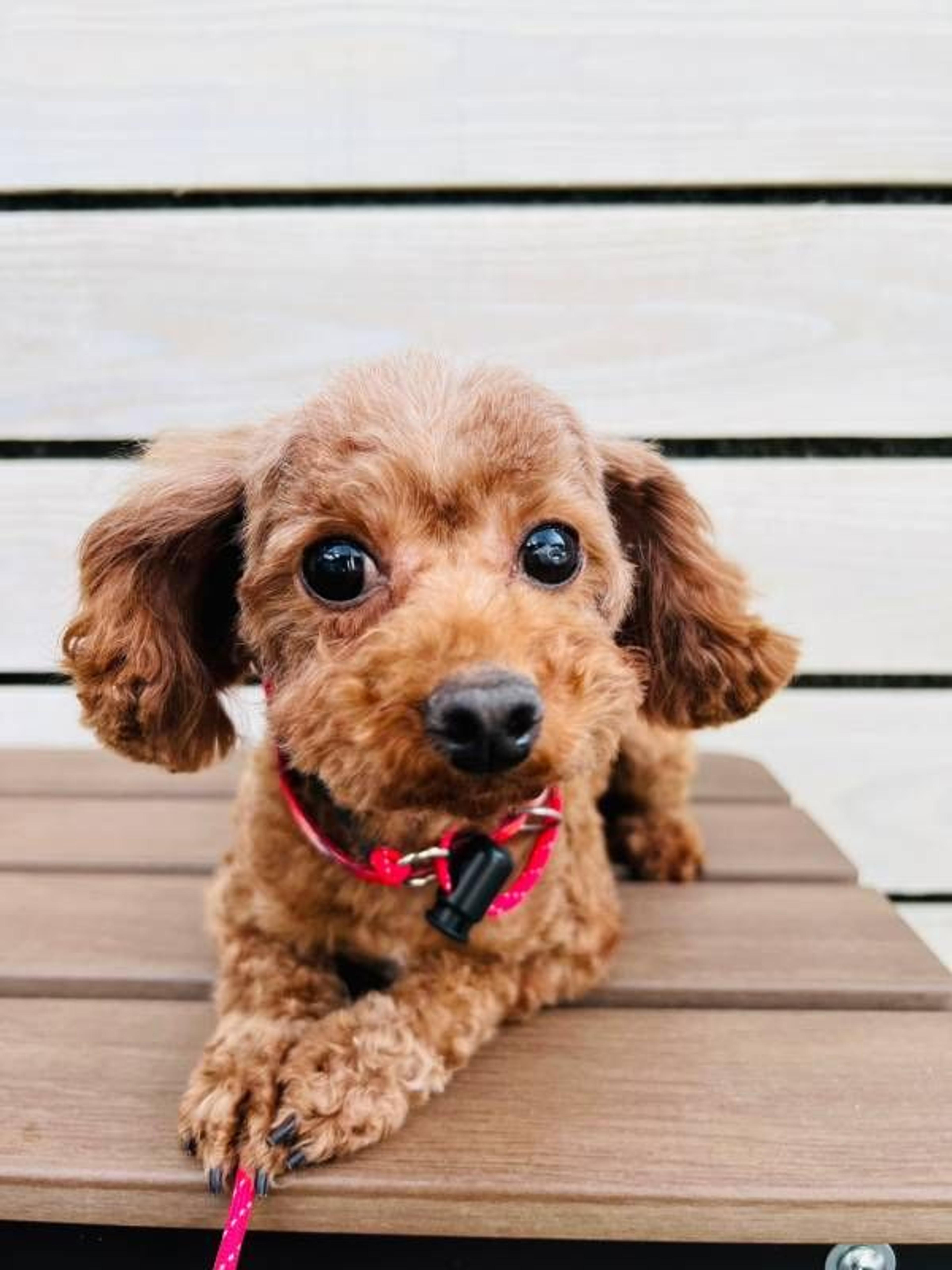 pet-image-4