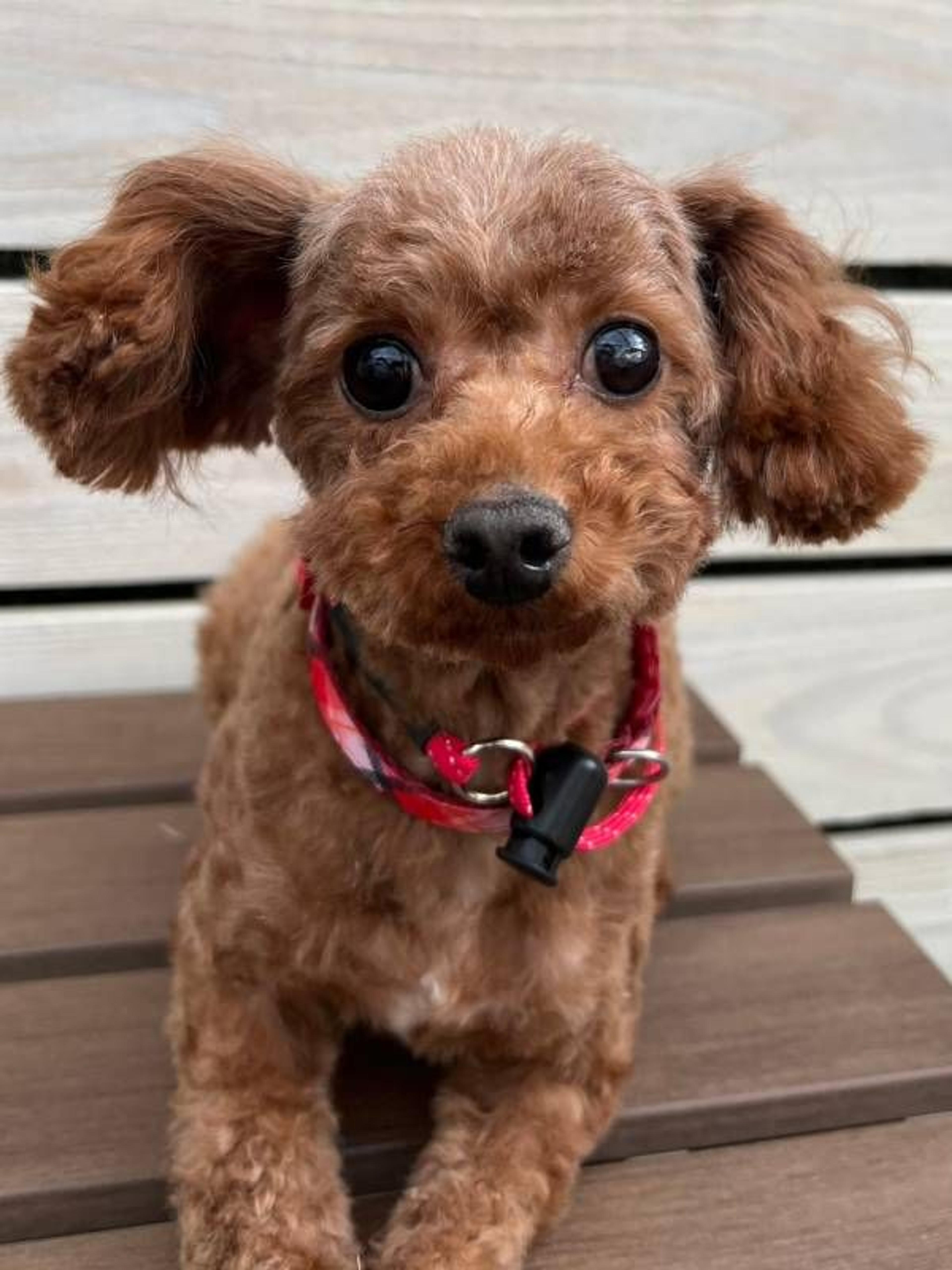 pet-image-5