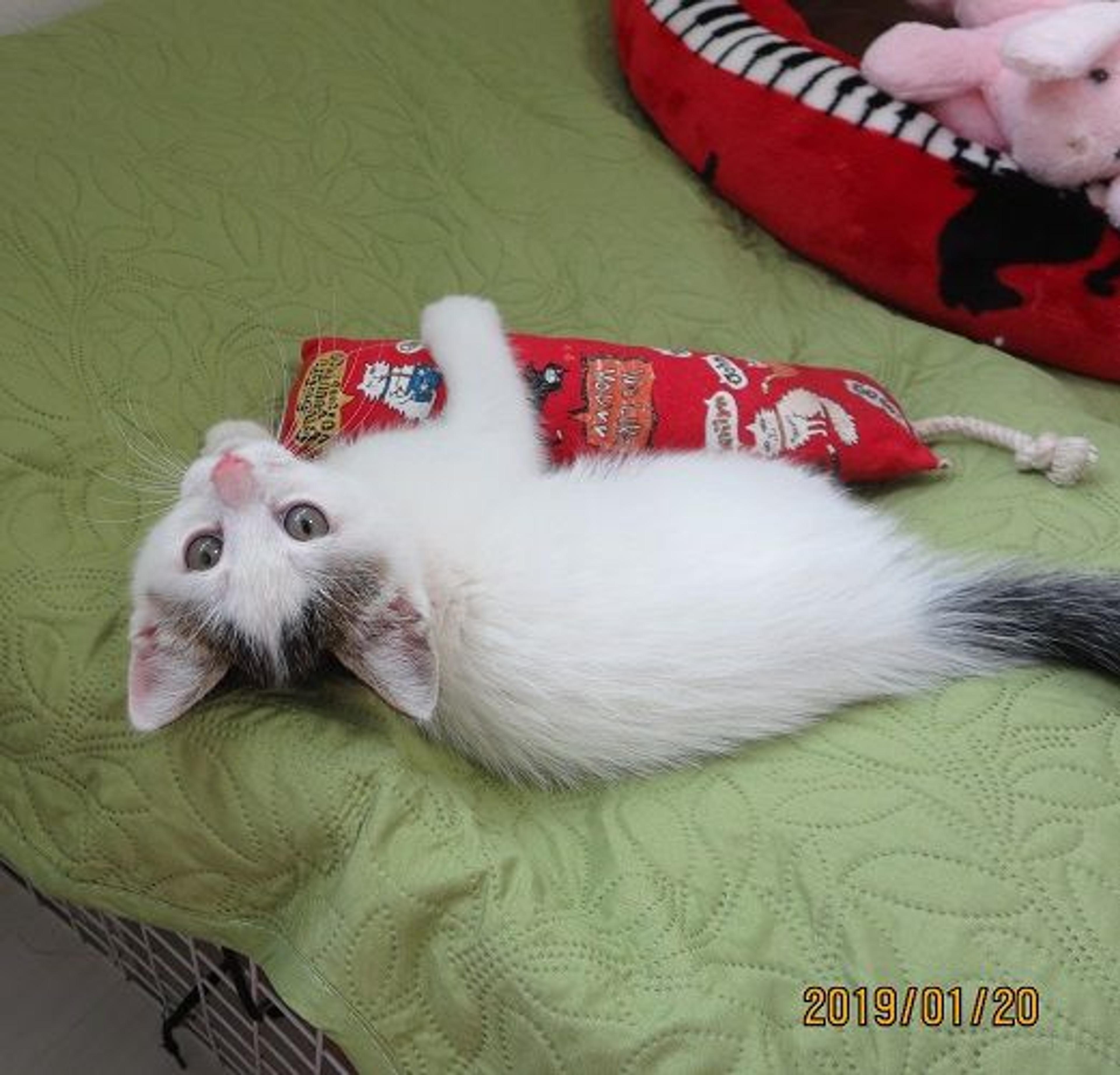 pet-image-3