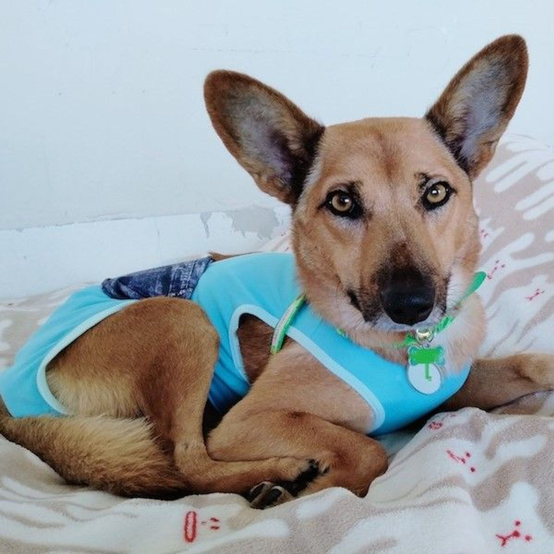 雑種（ミックス犬）・オスの里親募集の写真