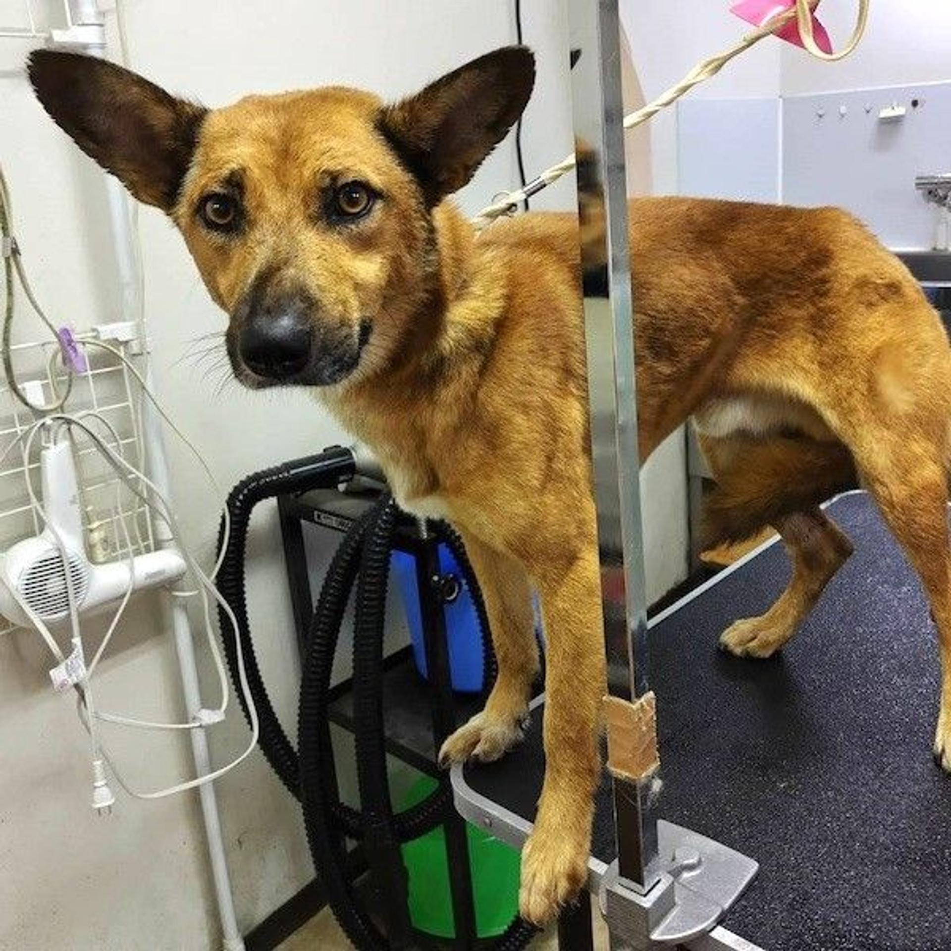 pet-image-4